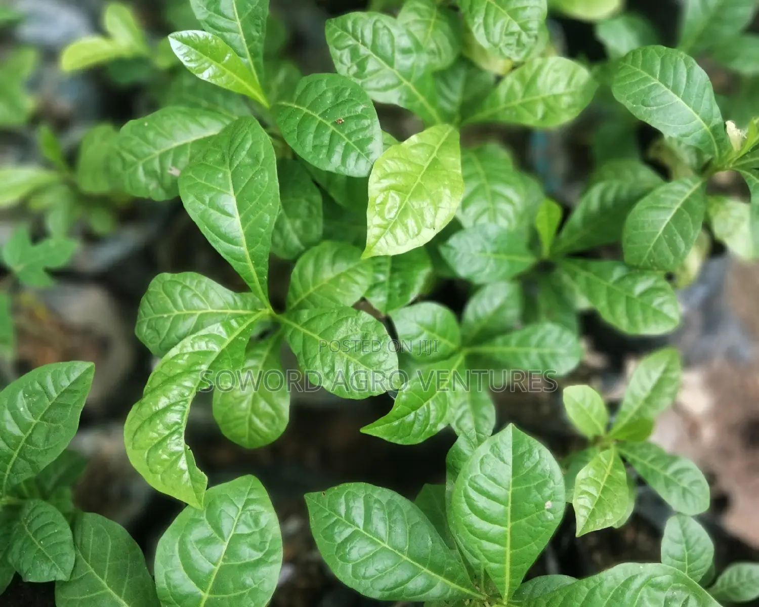 Calabash Seedlings (Miracle Tree)