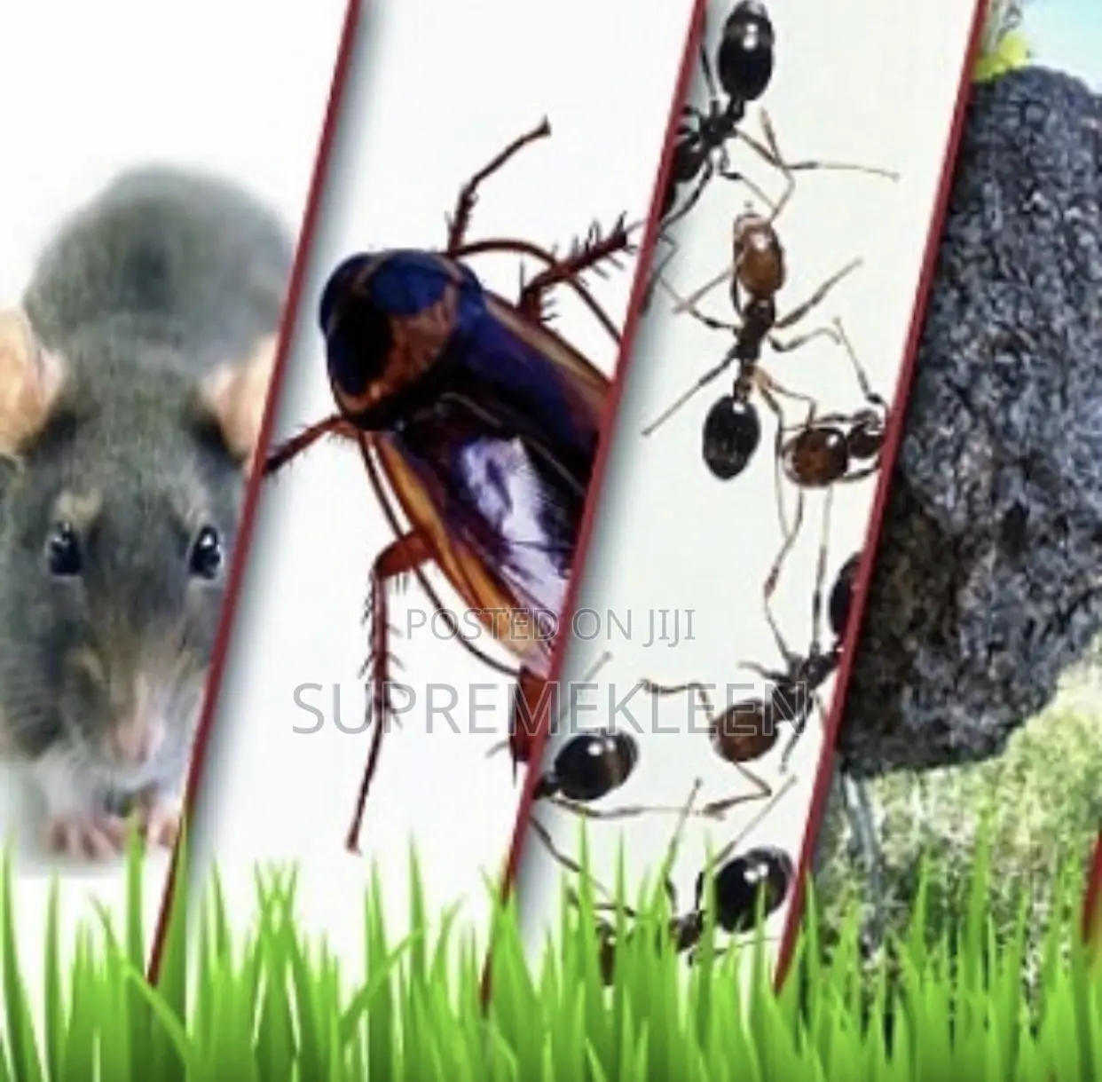 Fumigation/House Cleaning/Upholstery Cleaning Services.