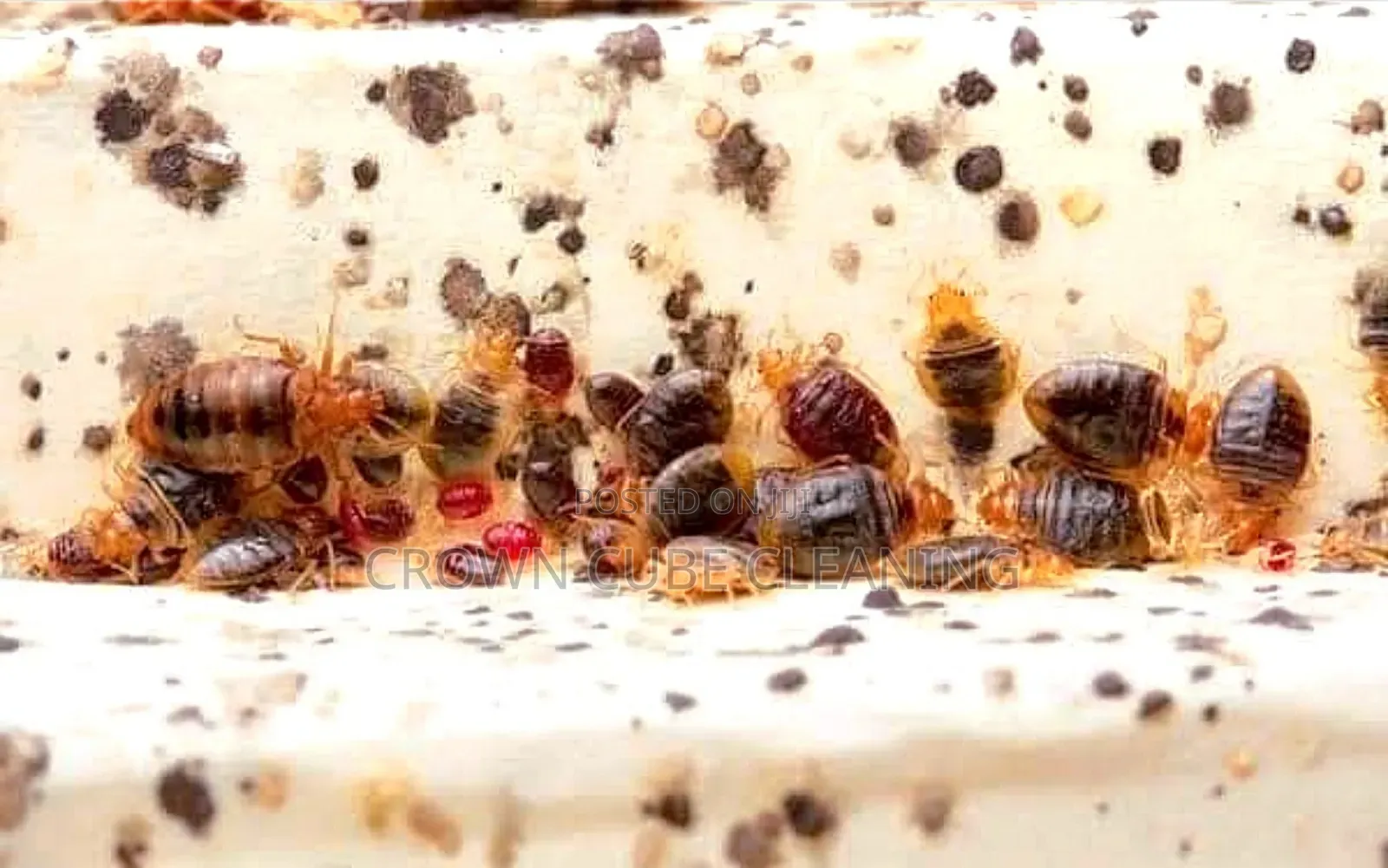 Effective Fumigation Services _ Against All Pest