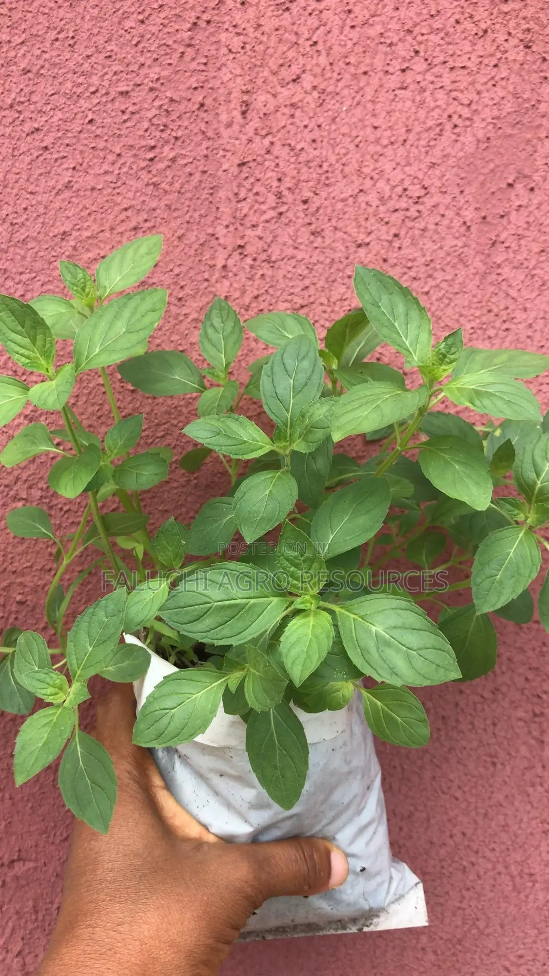 Menthol Seedling