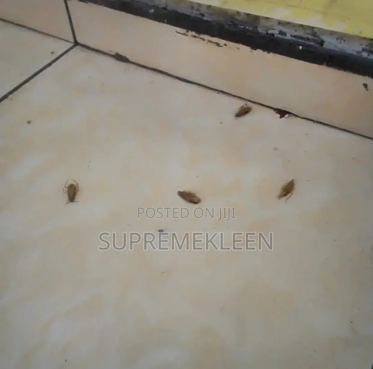 Top-Notch Fumigation Service