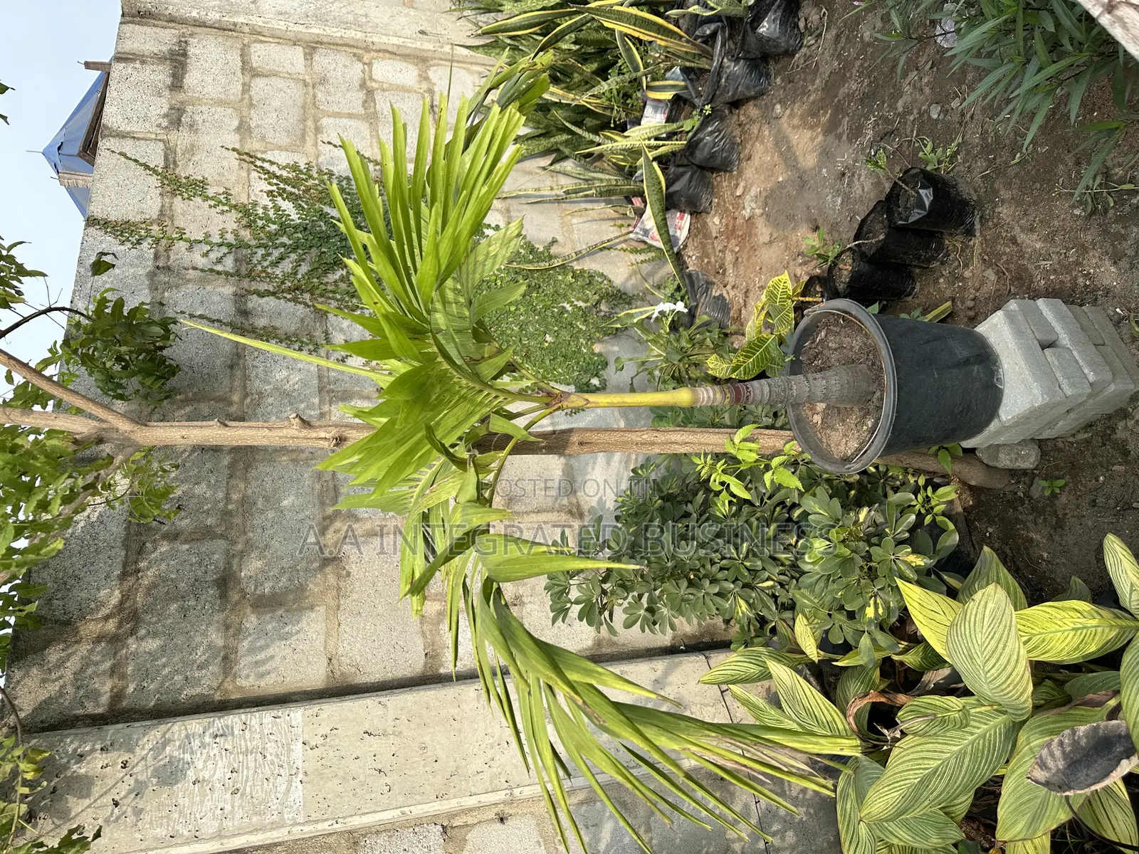 Female Palm Real Plants