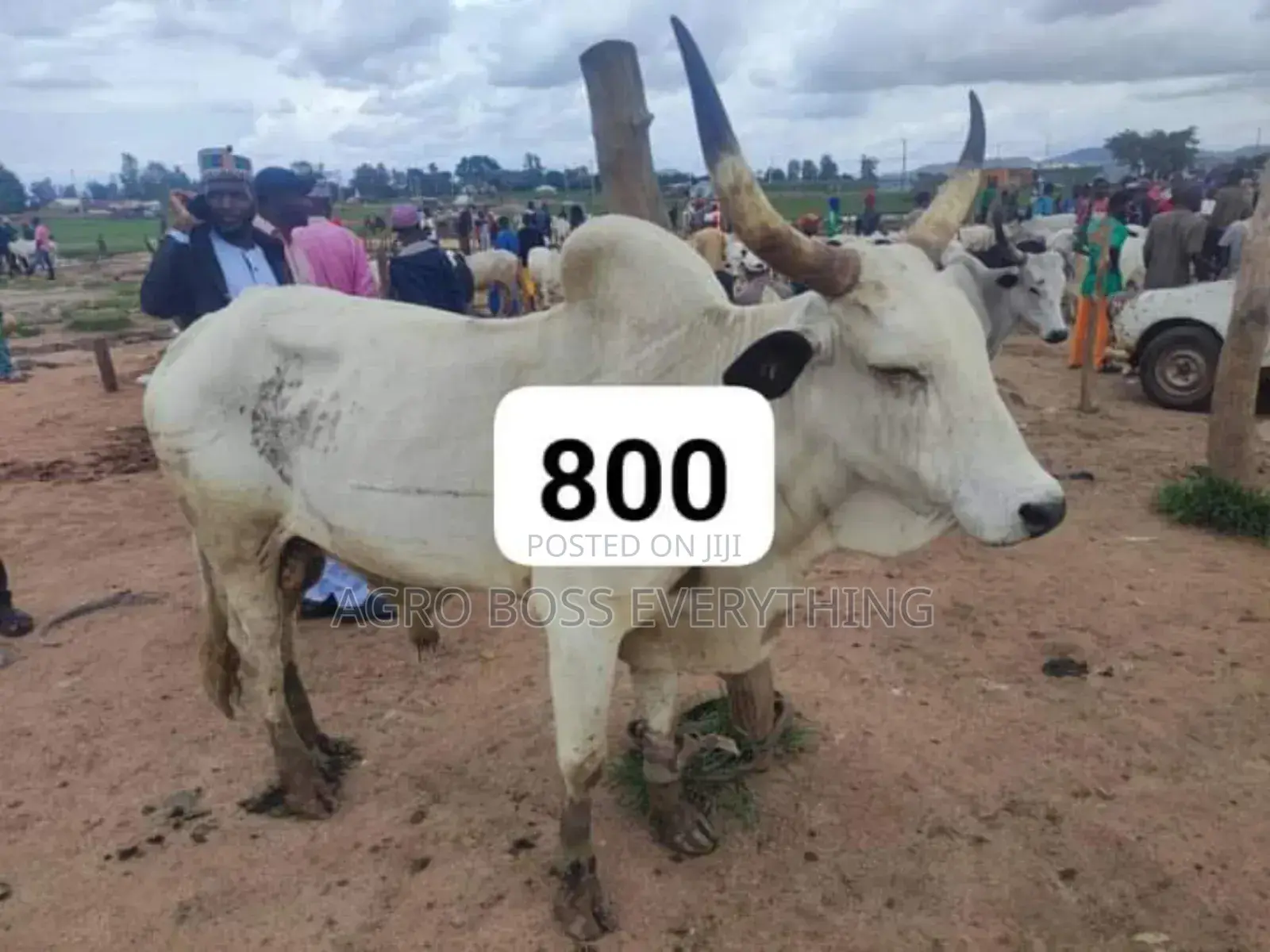 Live Cows Available