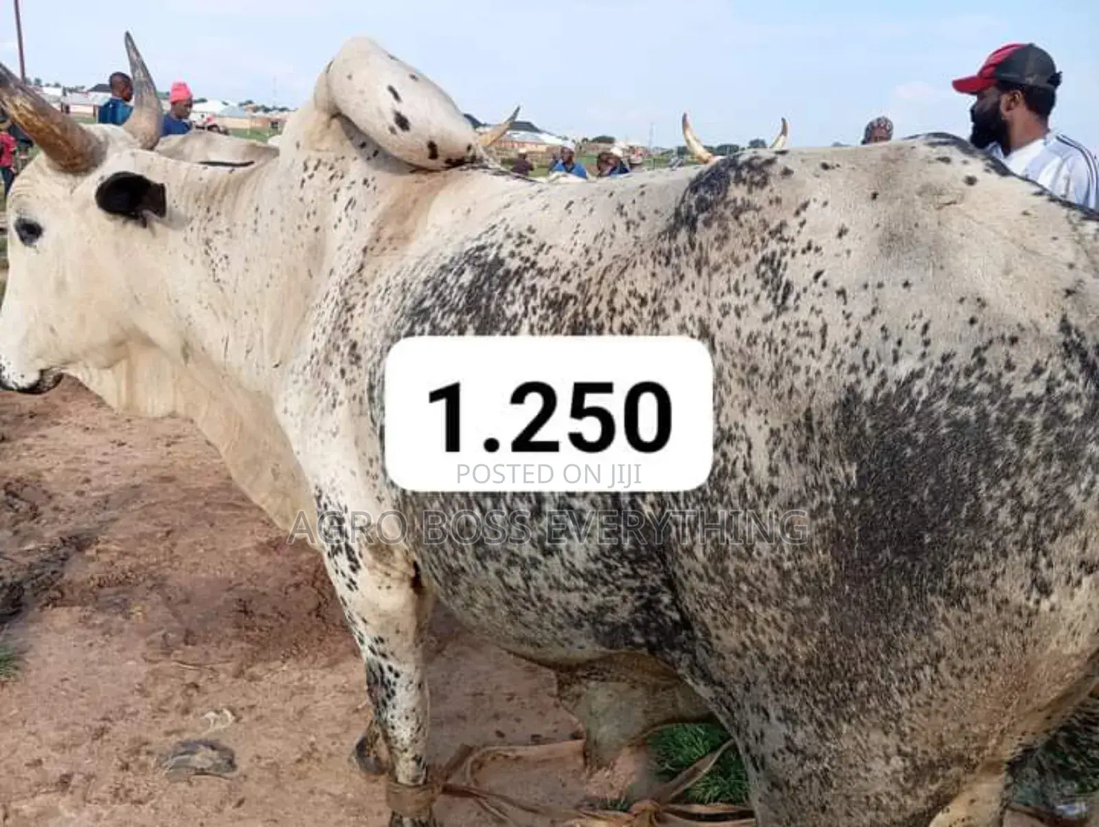 Live Cows Available