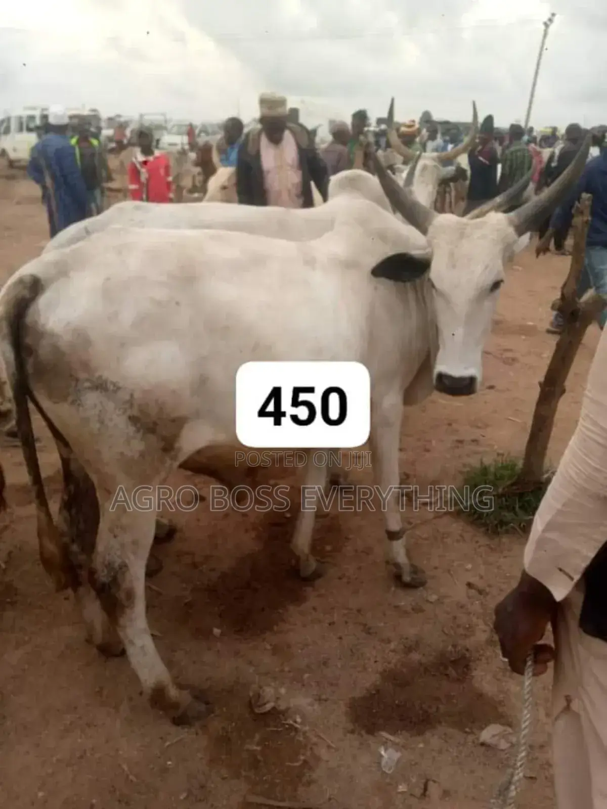 Live Cows Available
