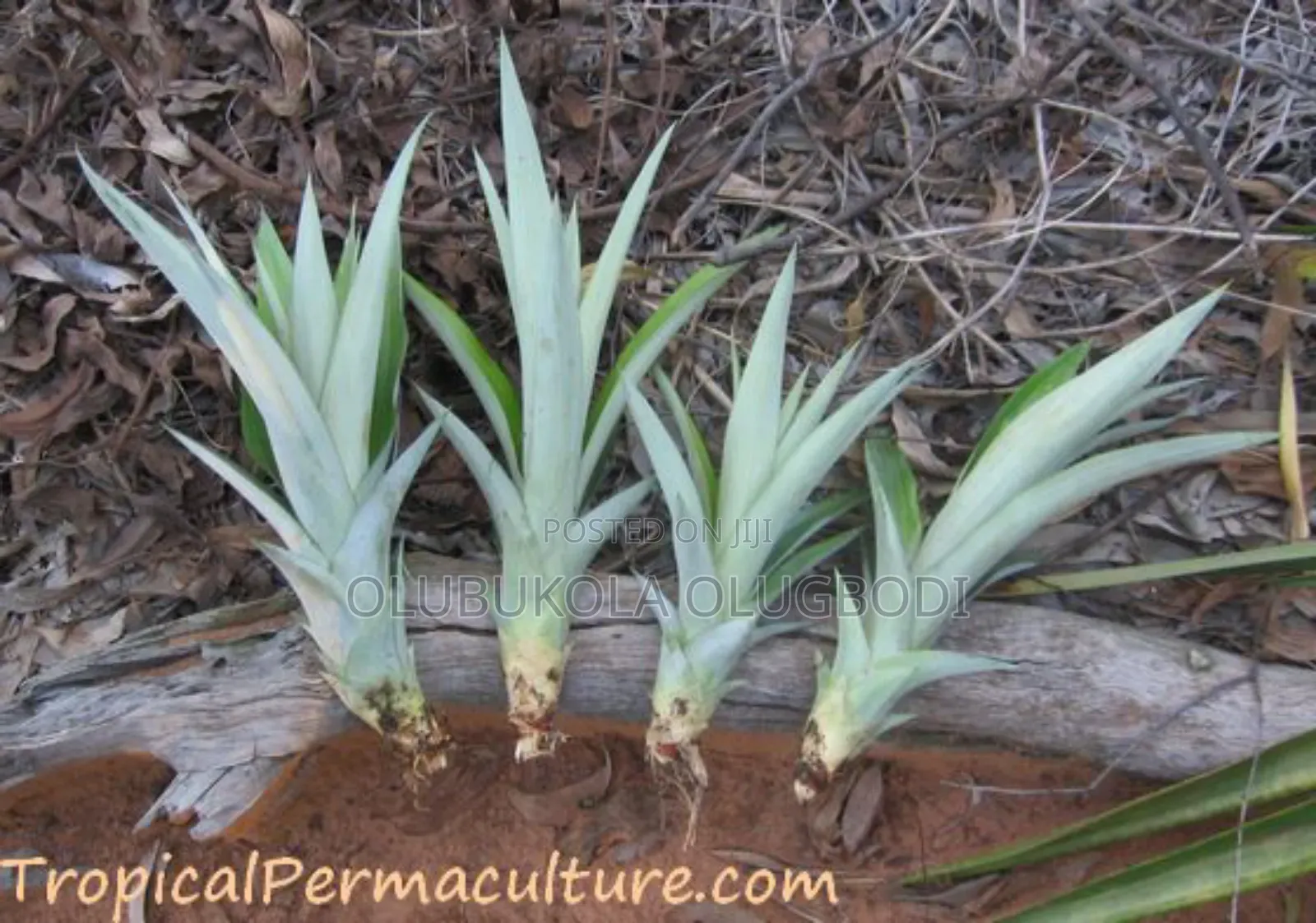 Hybrid Pineapple Suckers