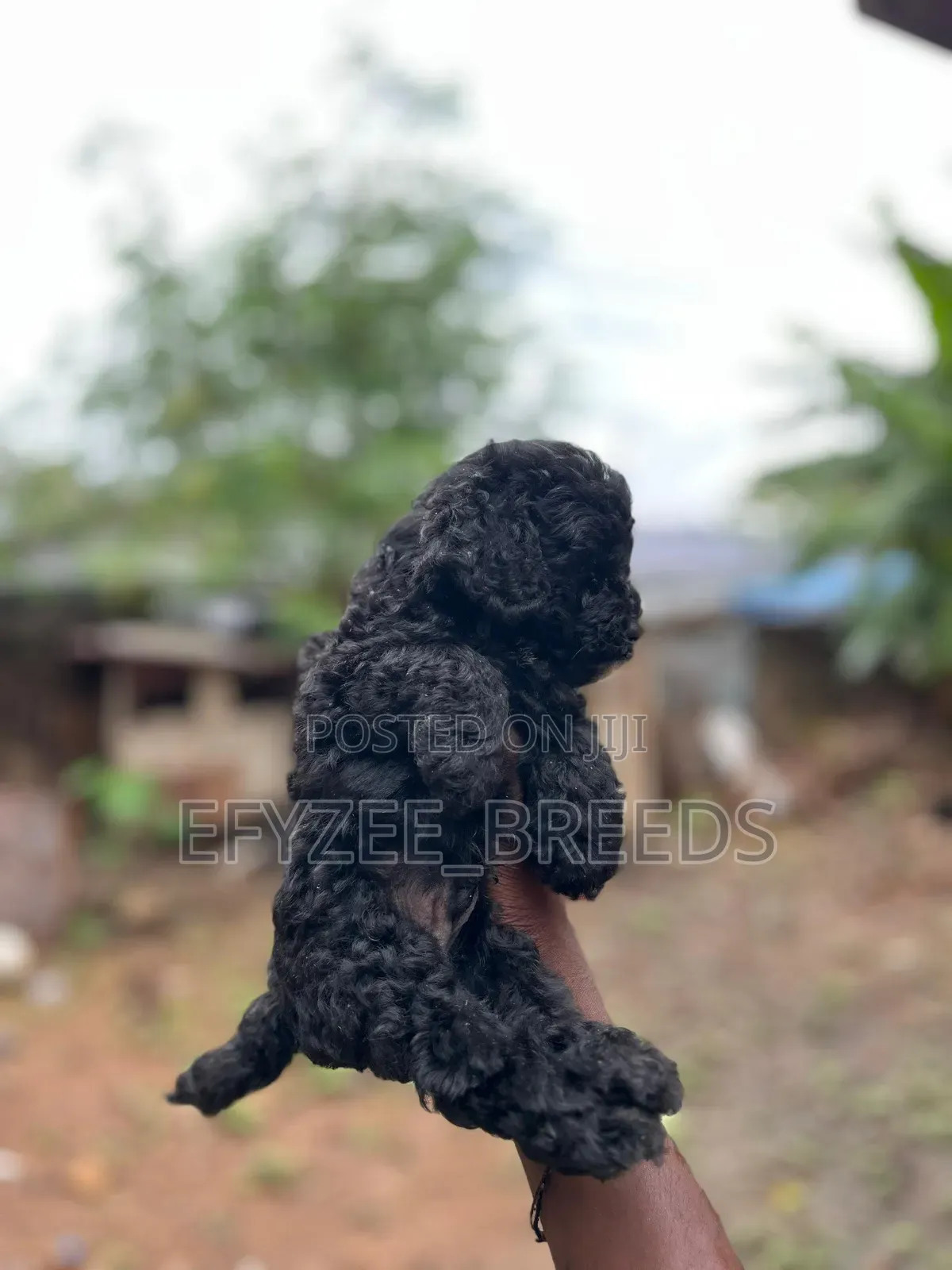 1-3 months Male Purebred Poodle