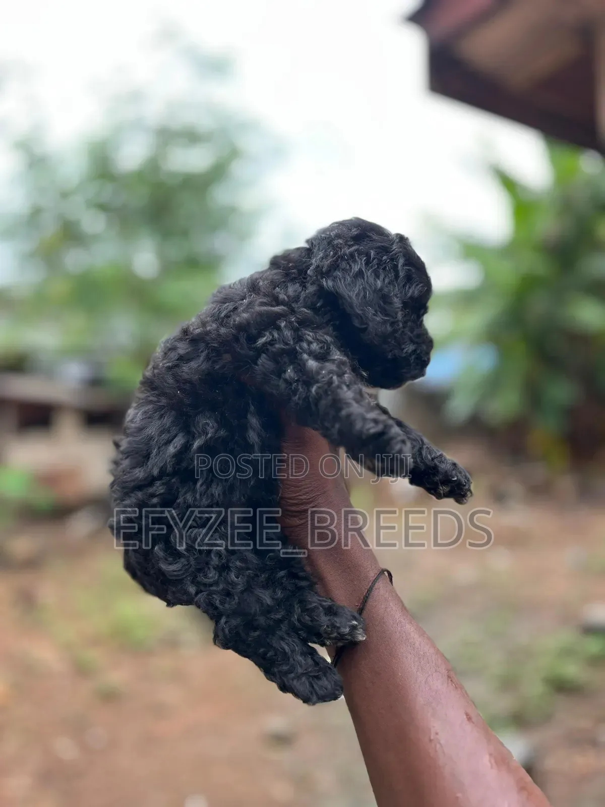 1-3 months Male Purebred Poodle