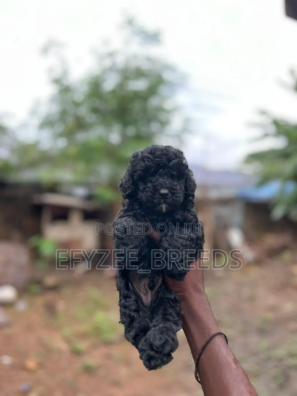 1-3 months Male Purebred Poodle