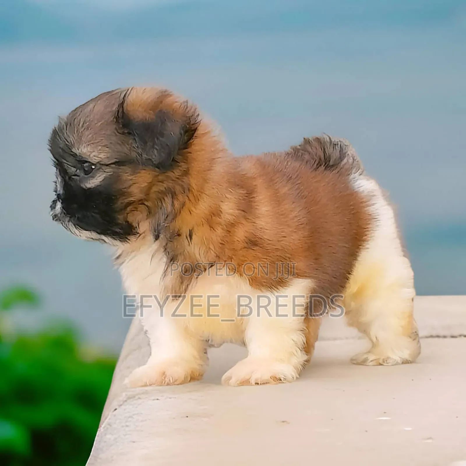 1-3 months Male Purebred Shih Tzu