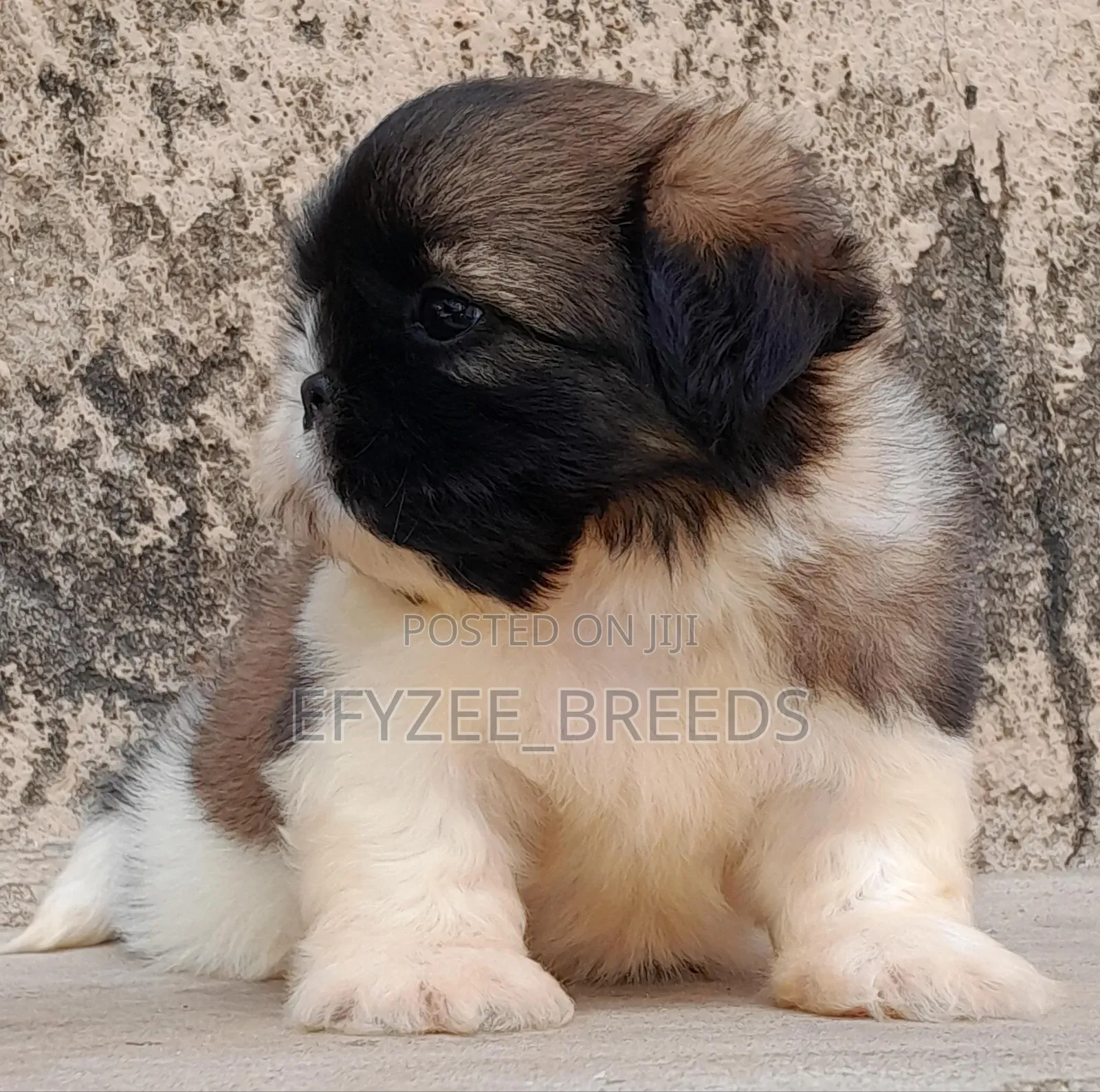 1-3 months Male Purebred Shih Tzu