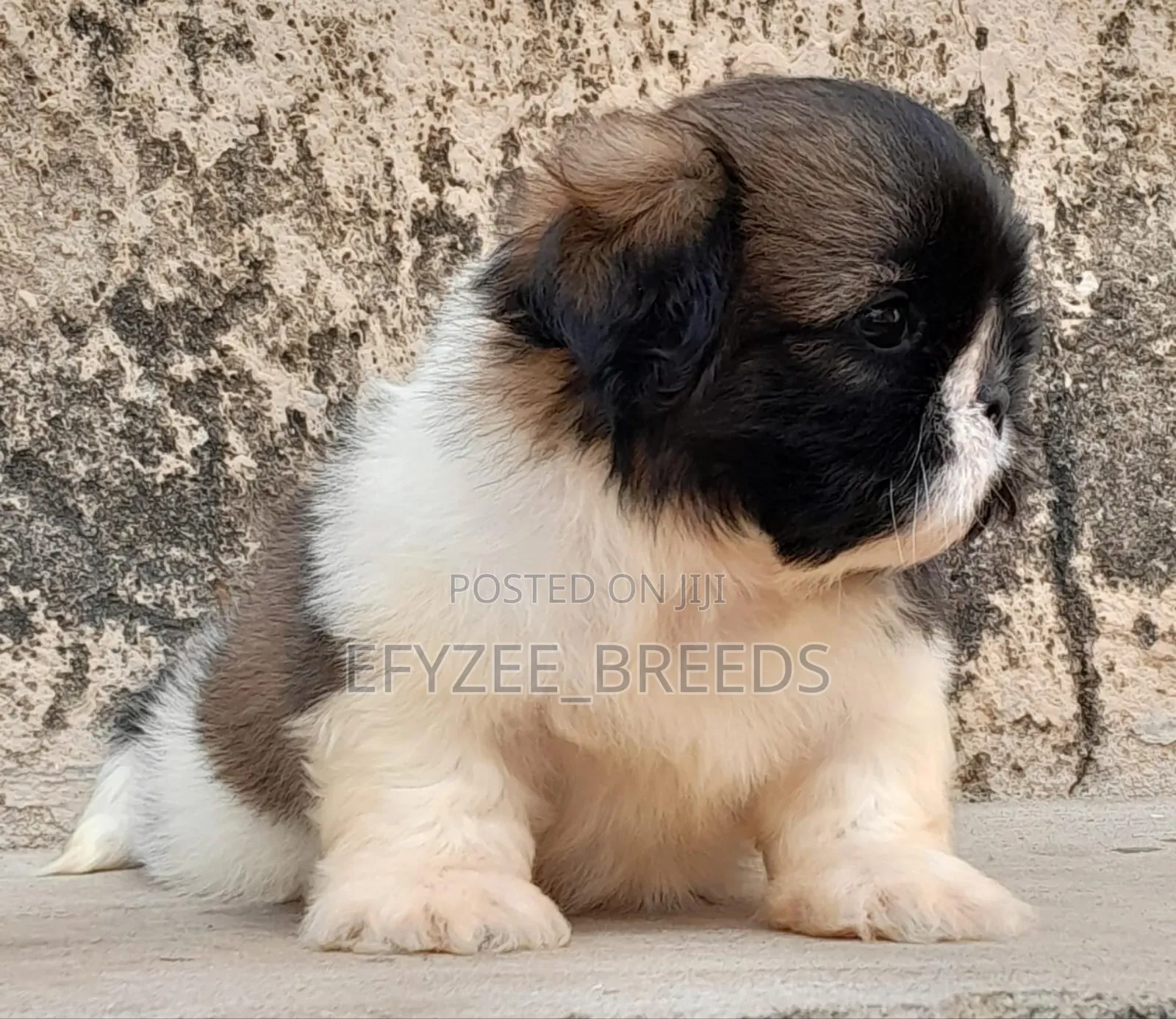 1-3 months Male Purebred Shih Tzu