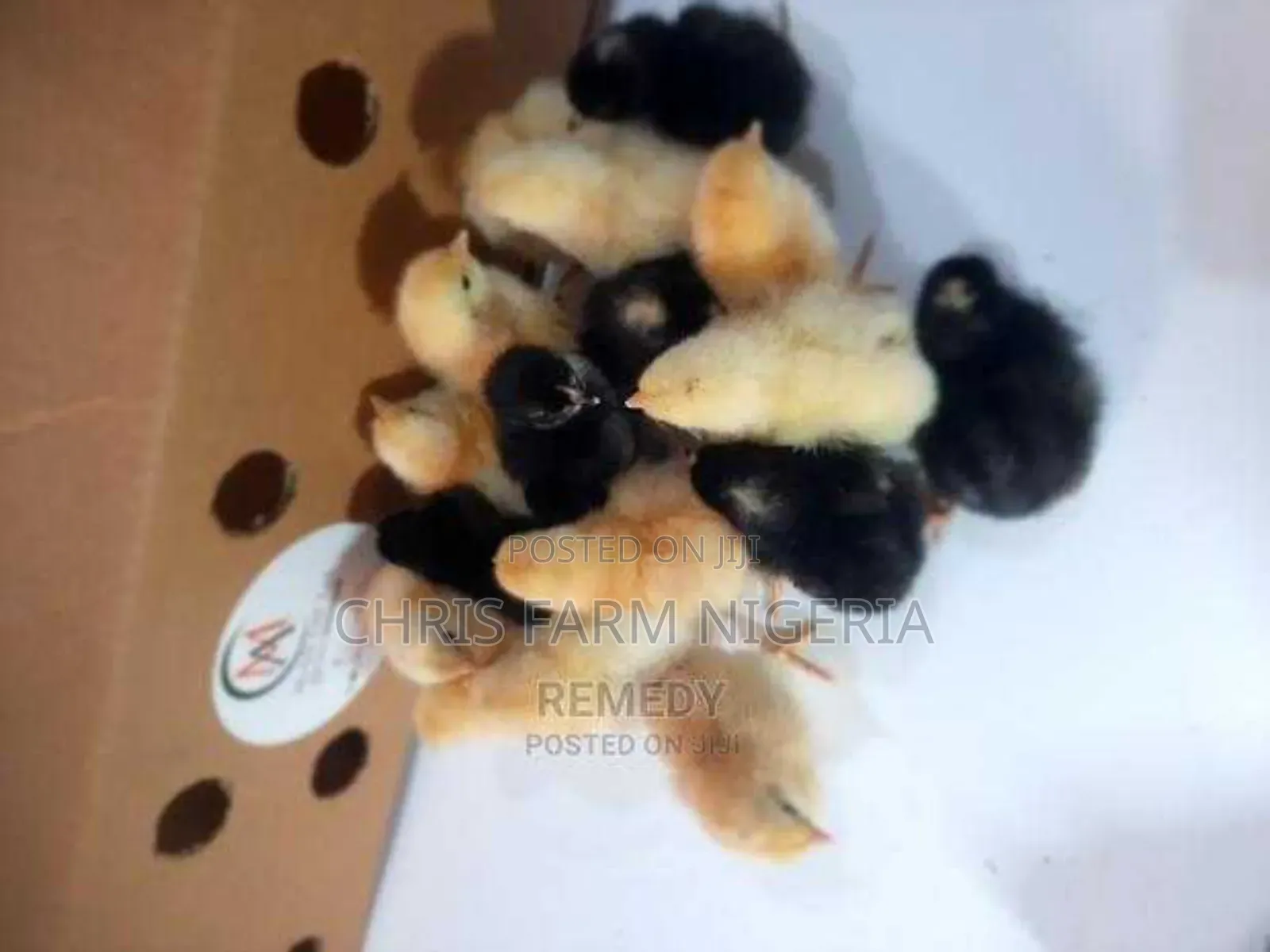 Day Old Chicks Nationwide Distribution