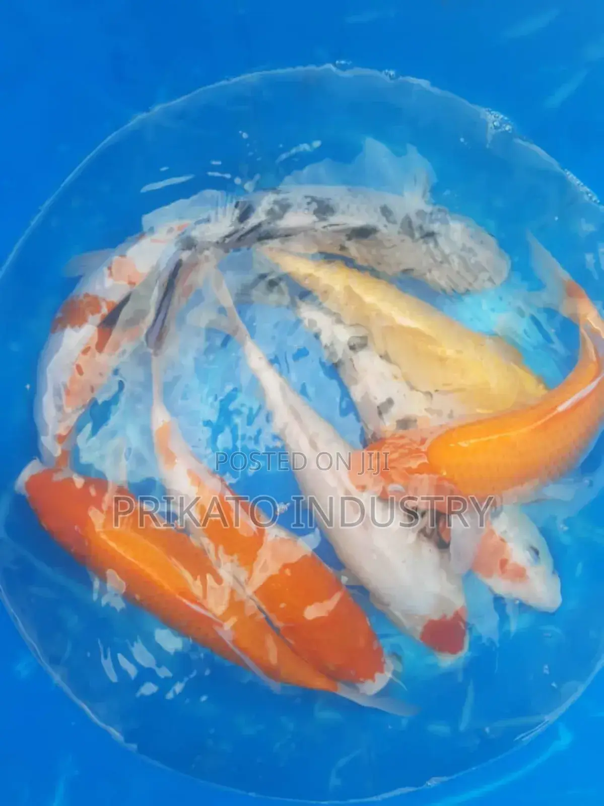 Aquarium Tank/ Gold Fish Pet