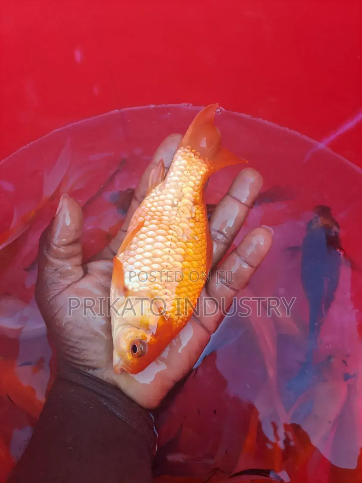 Aquarium Tank/ Gold Fish Pet