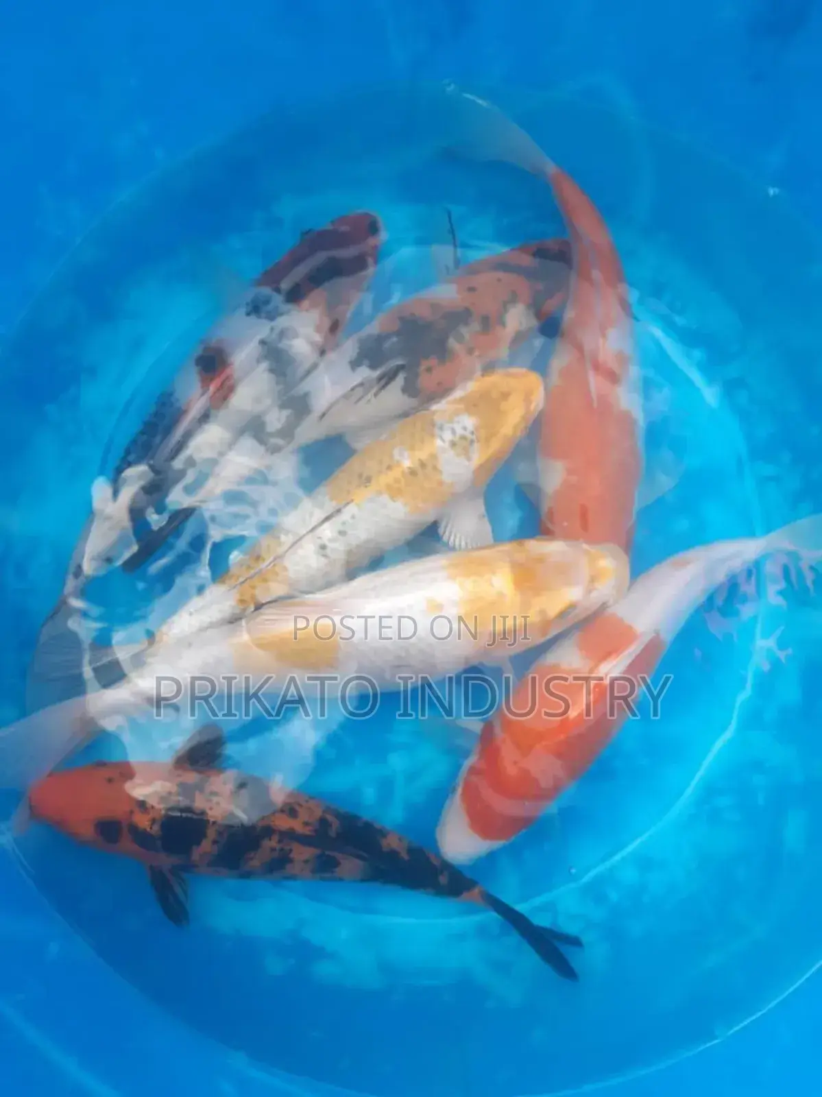 Aquarium Tank/ Gold Fish Pet