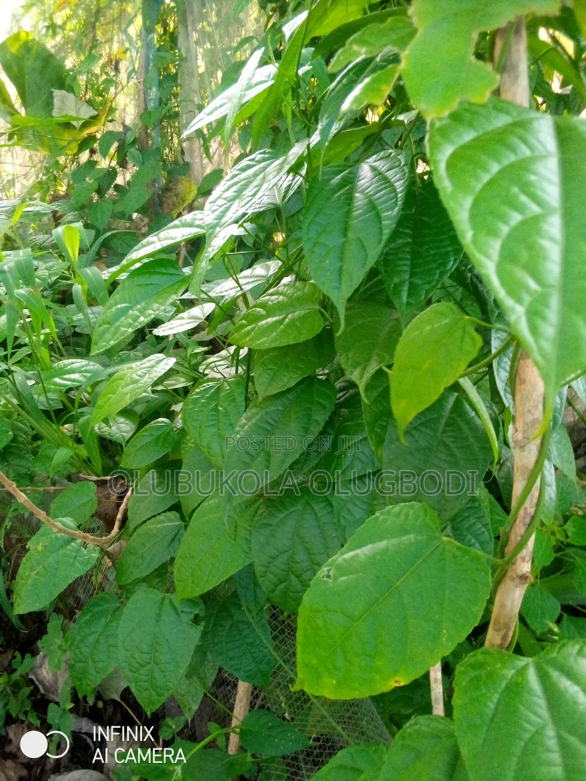 Walnut Seedlings
