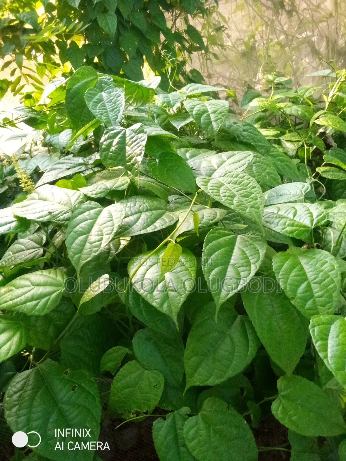 Walnut Seedlings