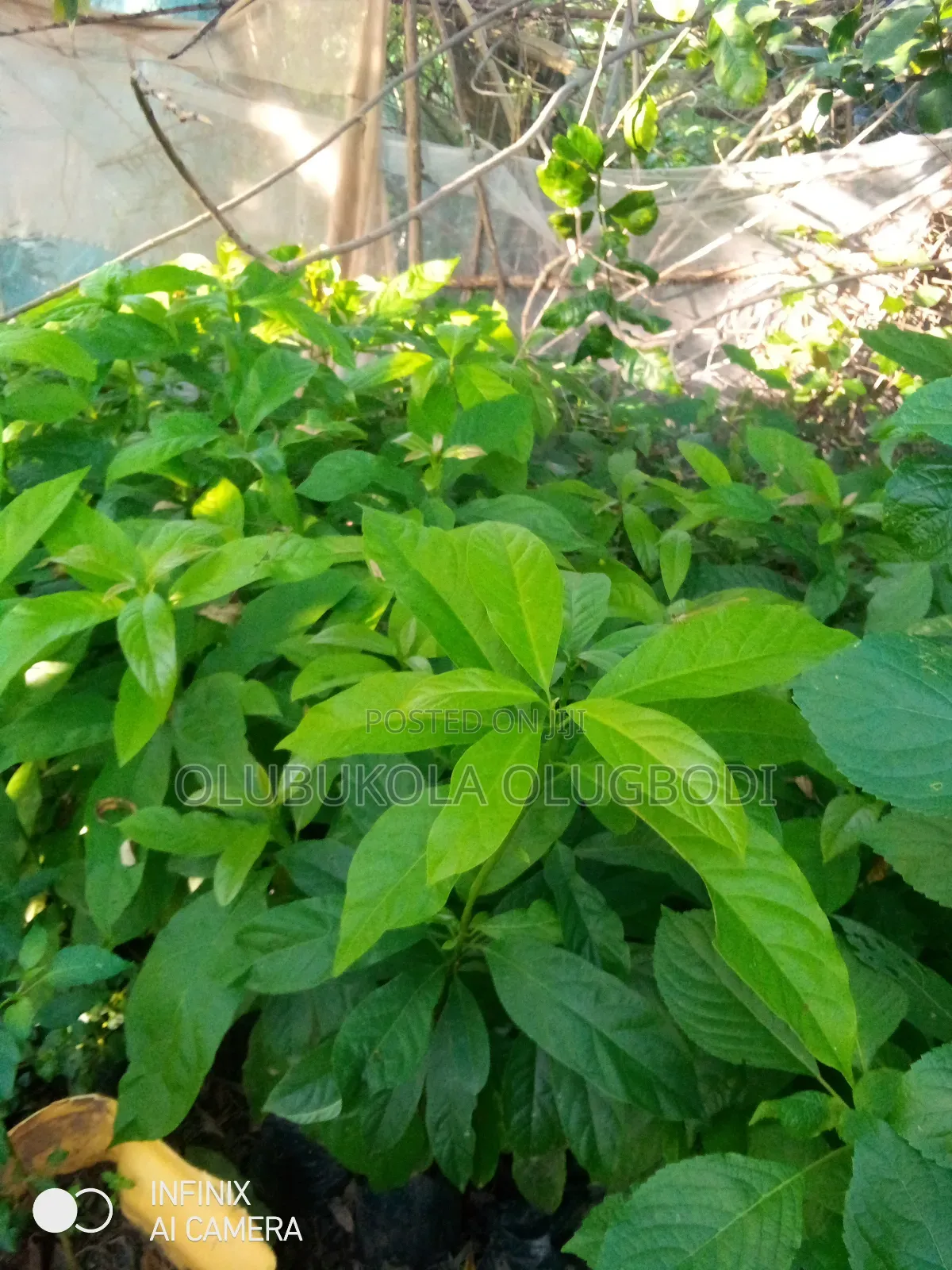 Avocado Pear Seedlings