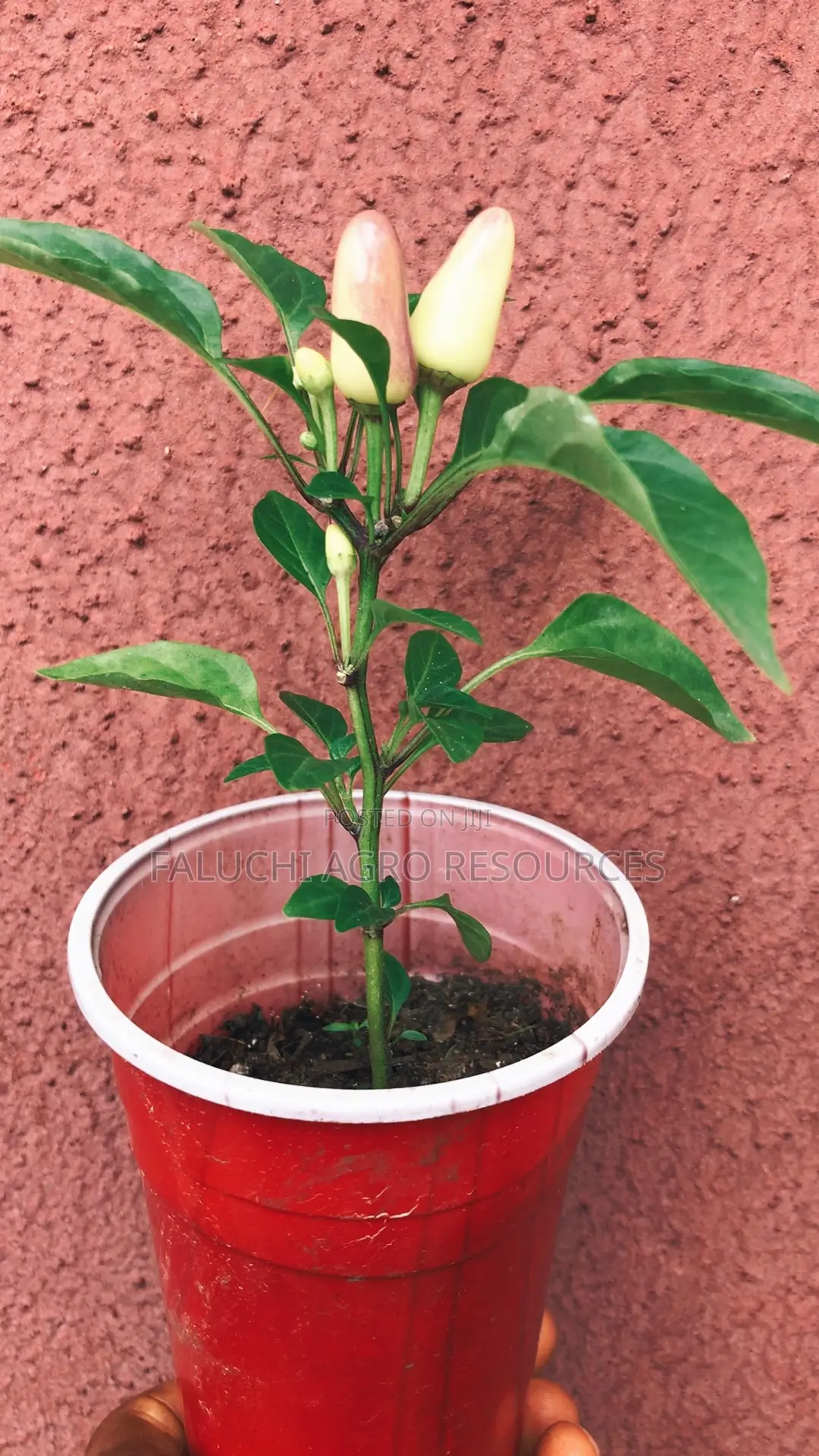 Ornamental Chili Pepper Seedling