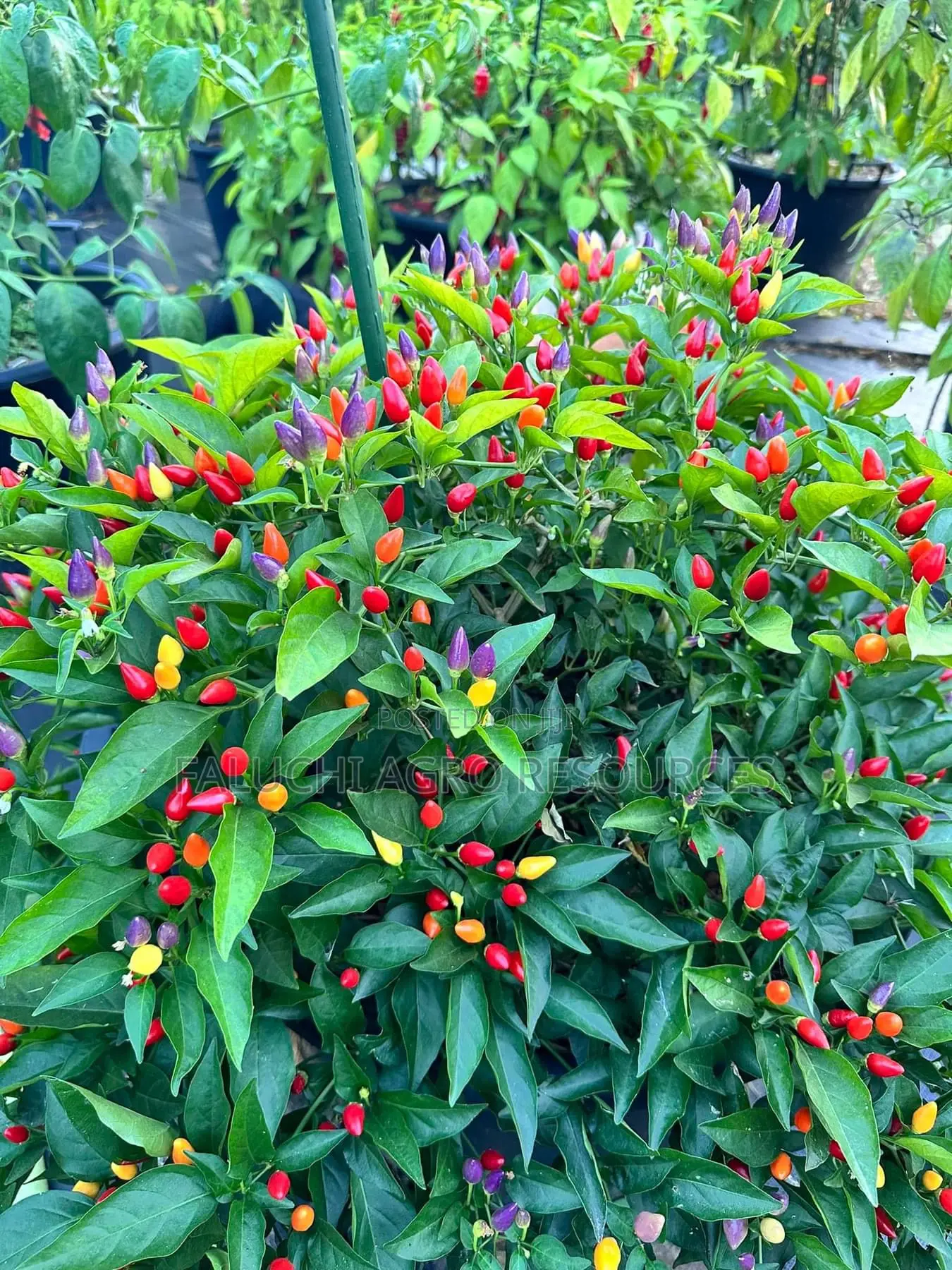 Ornamental Chili Pepper Seedling