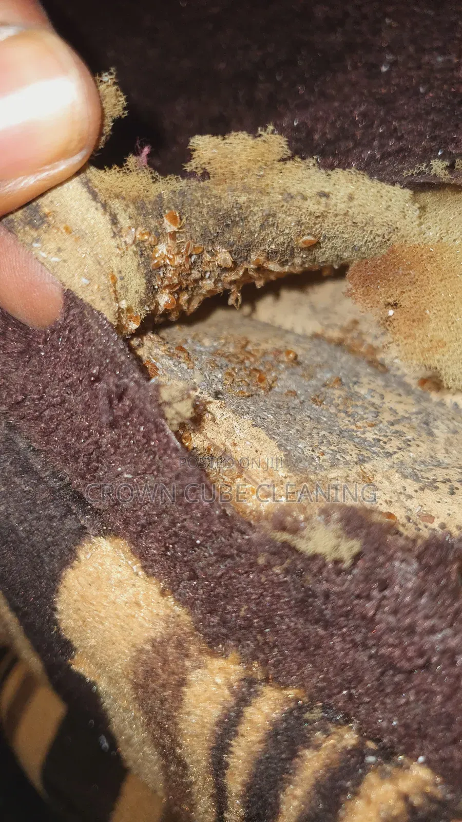 Best Fumigation Services Bedbugs and Pest