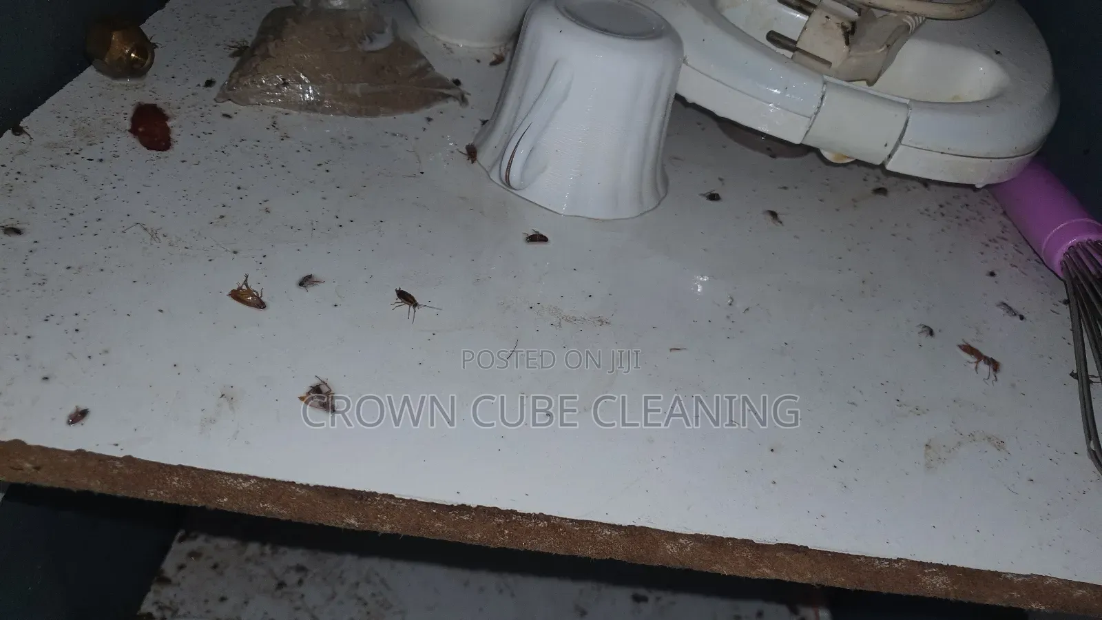 Best Fumigation Services Bedbugs and Pest