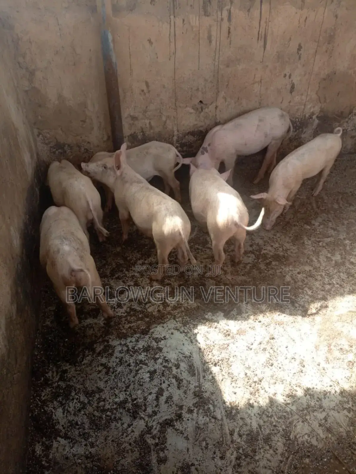 Pigs Available Different Size