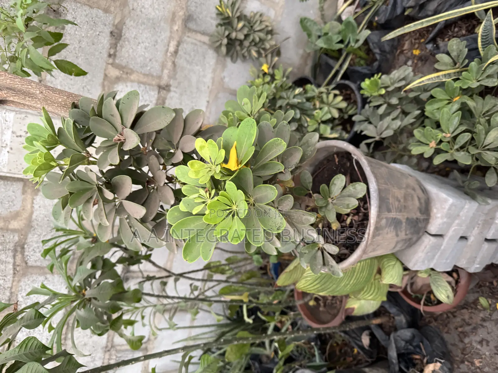 Schefflera Indoor and Outdoor Plants