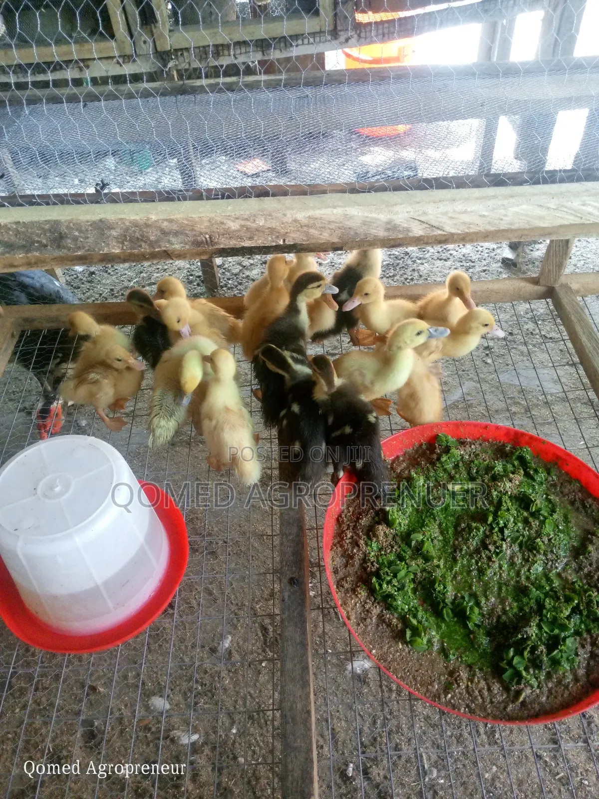 Quality Muscovy Duck, Pekin Duck