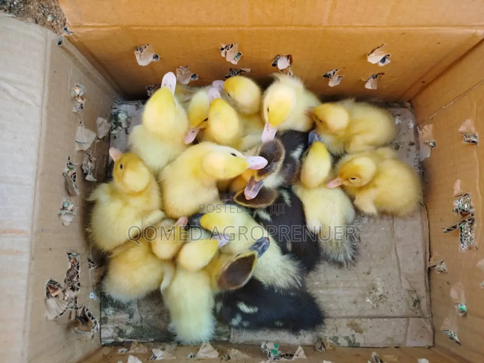 Quality Muscovy Duck, Pekin Duck