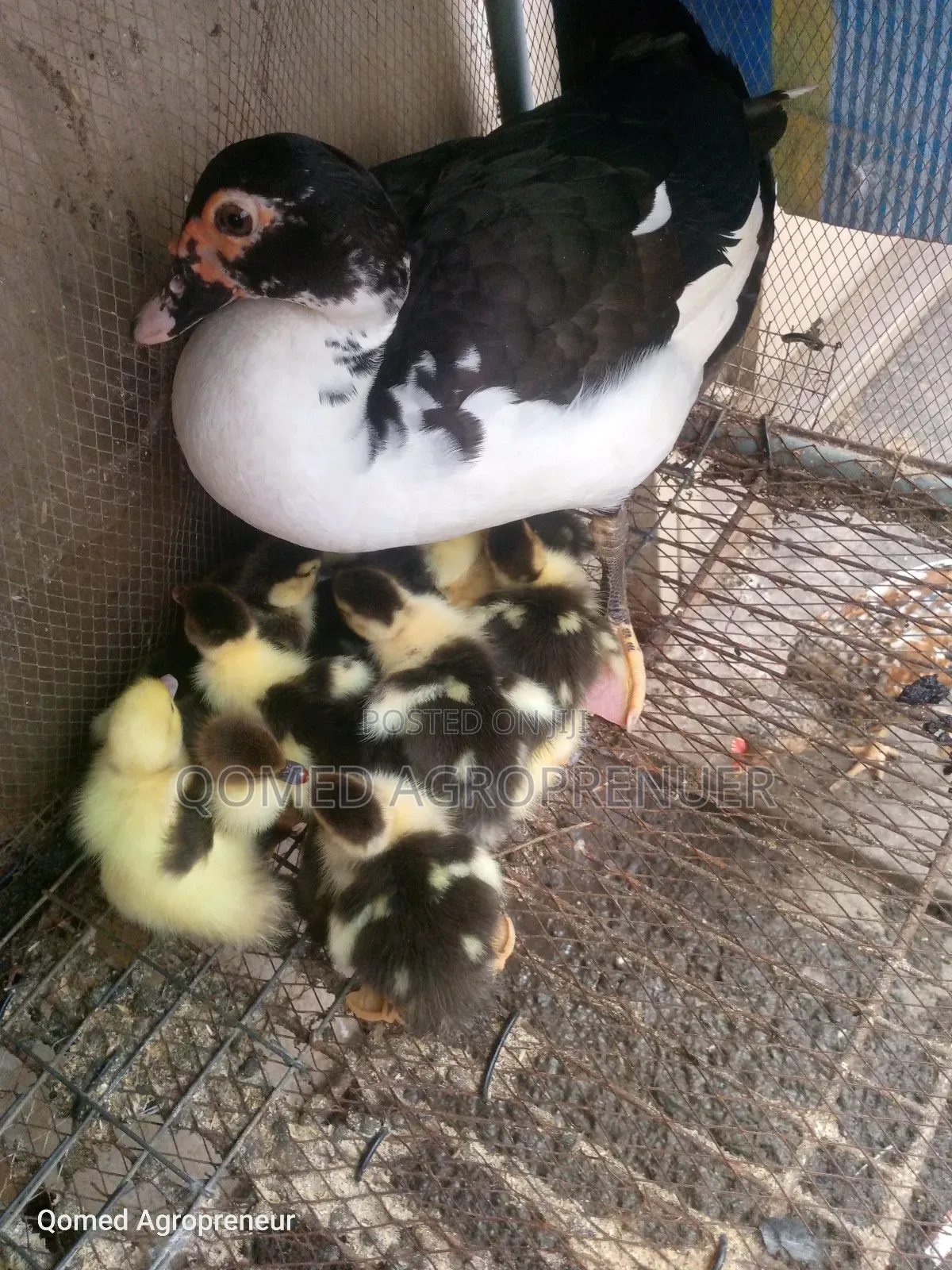 Quality Muscovy Duck, Pekin Duck