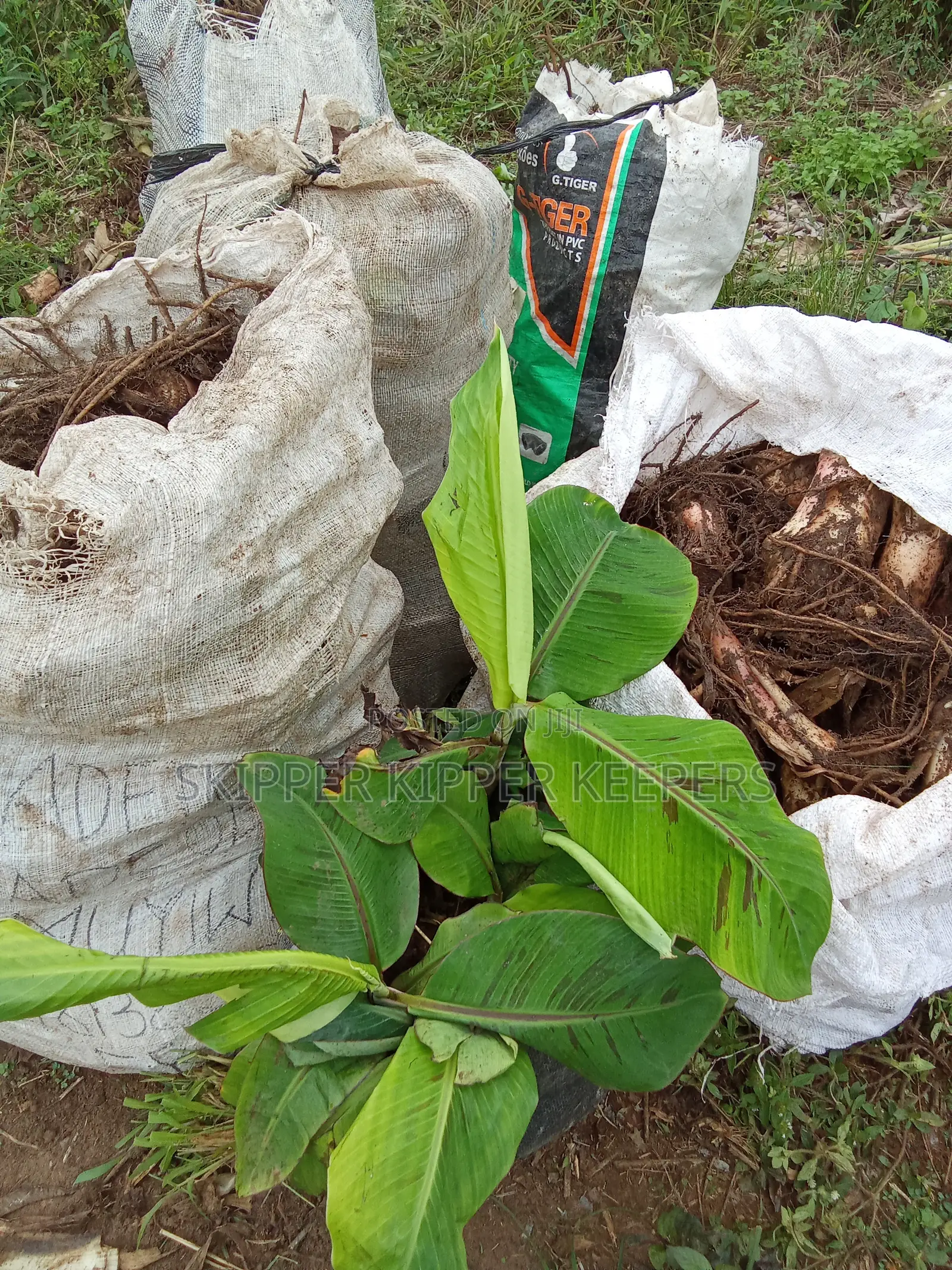 Plantain and Banana Suckers