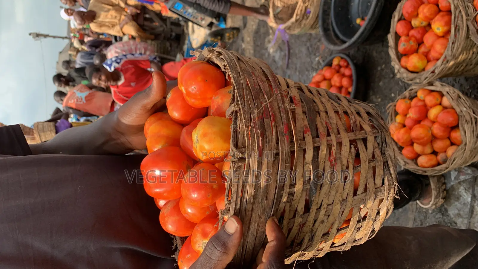 Tomato Cobra 26
