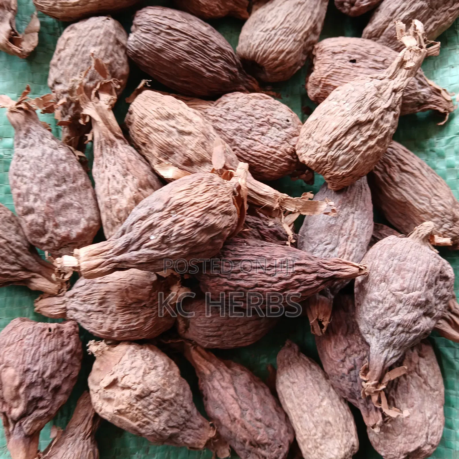 Alligator Pepper