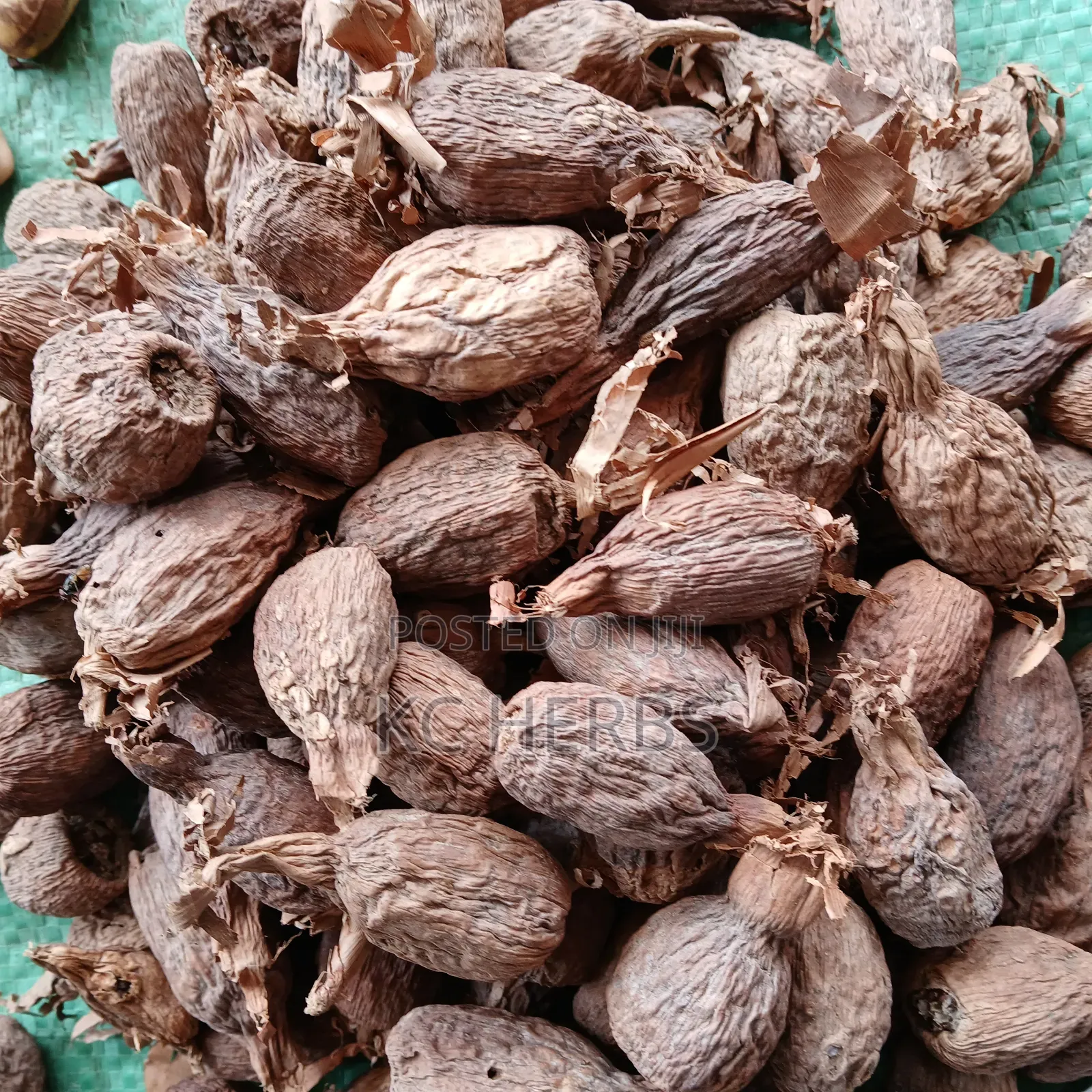 Alligator Pepper