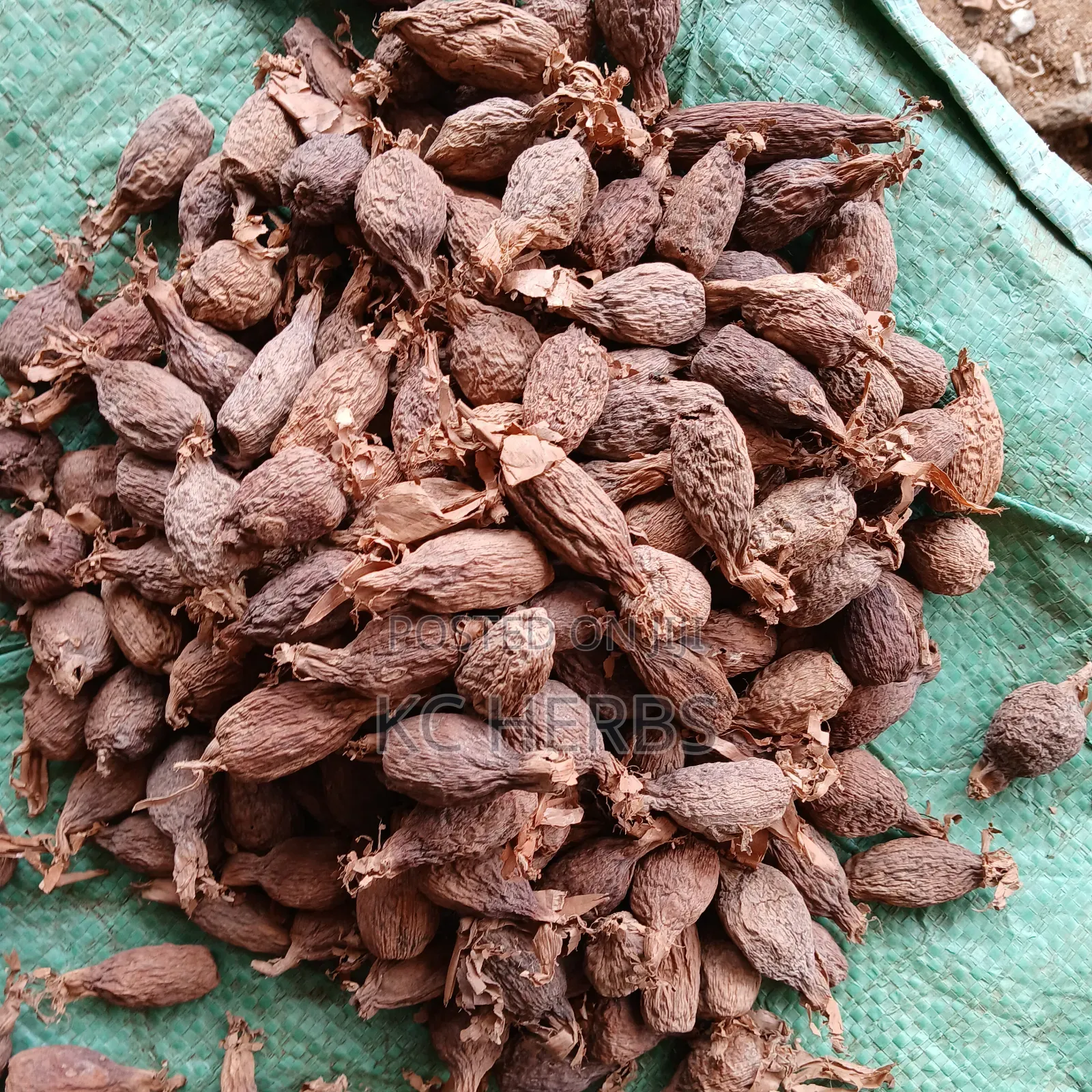 Alligator Pepper