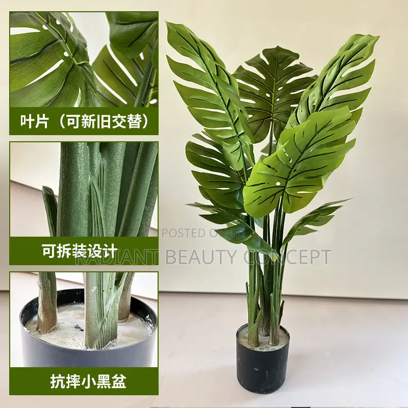 Monstera Plant