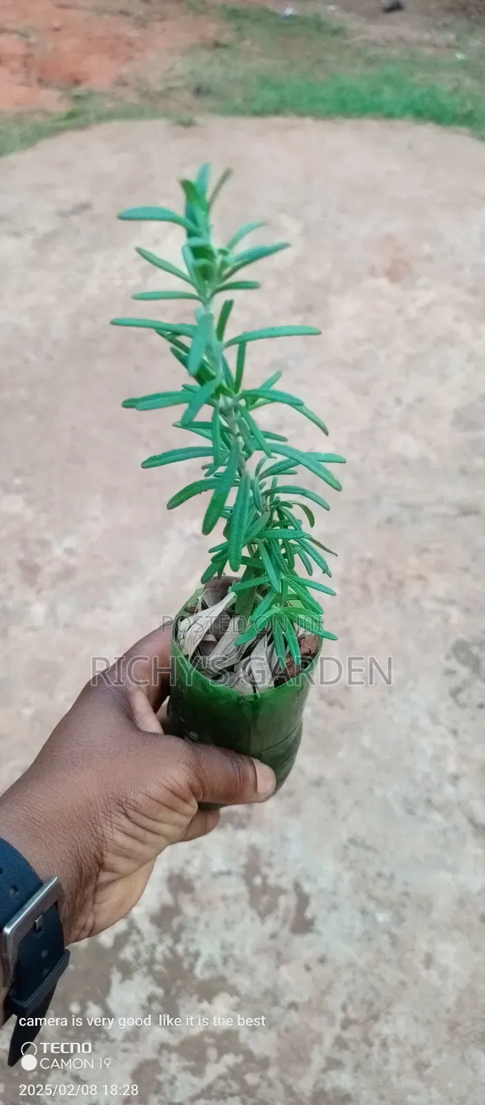 Rosemary Seedlings/Plants for Sale