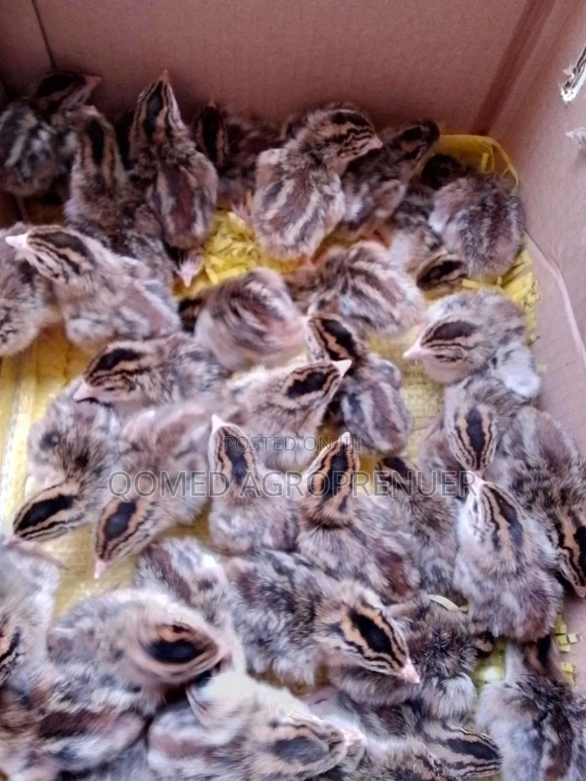 Day Old Guinea Fowl