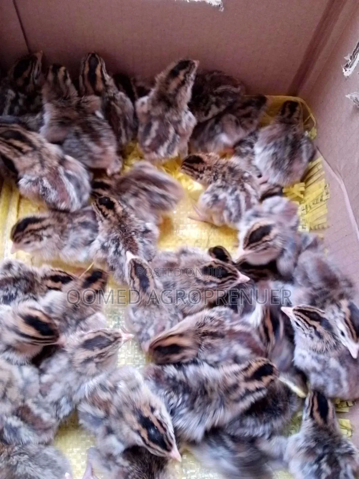 Day Old Guinea Fowl