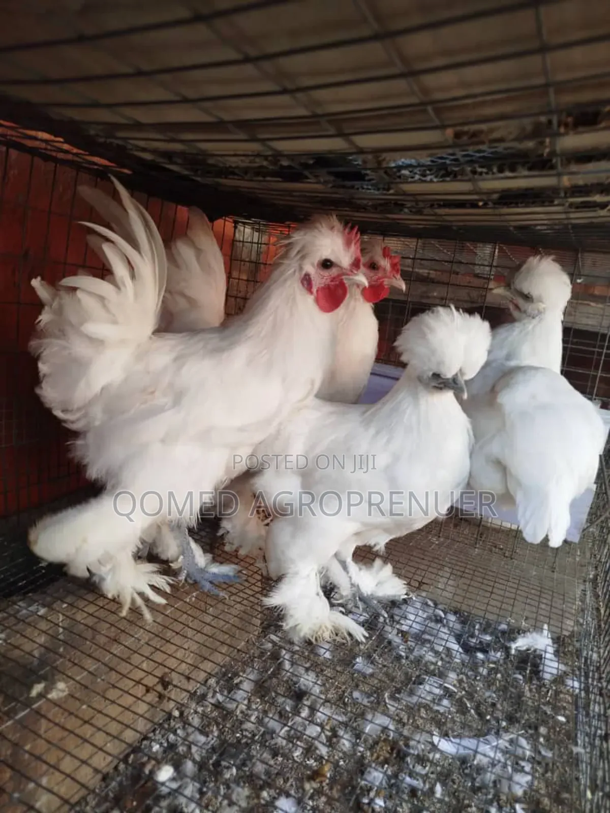 Exotic Chicken (Sultan, Silkie, Brahma, Polish, Frizzle, Naked Neck)