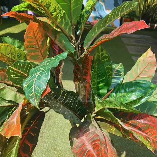 Artificial Decorative Banyan Tree (Height:100cm)