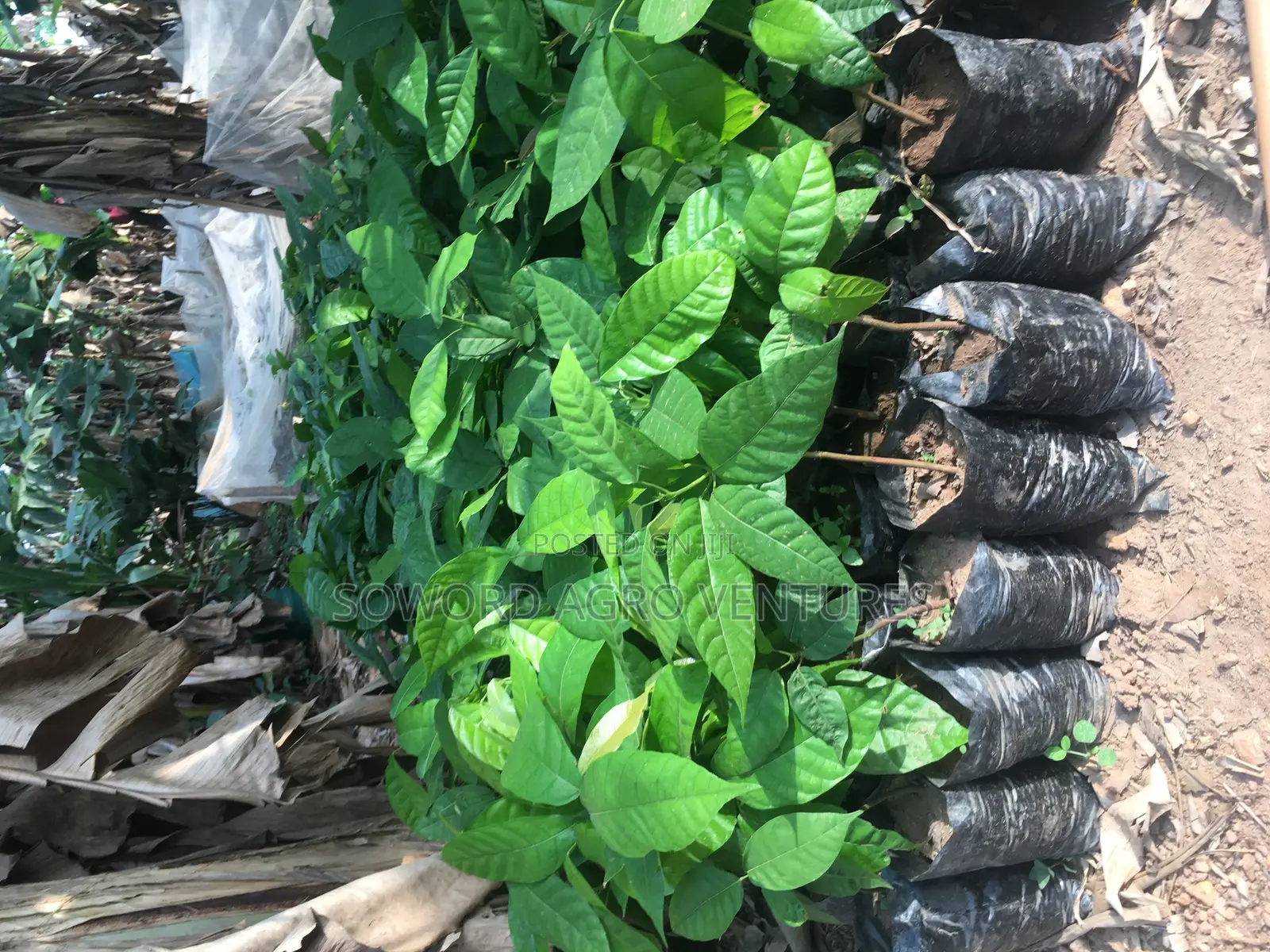 Cocoa Seedings