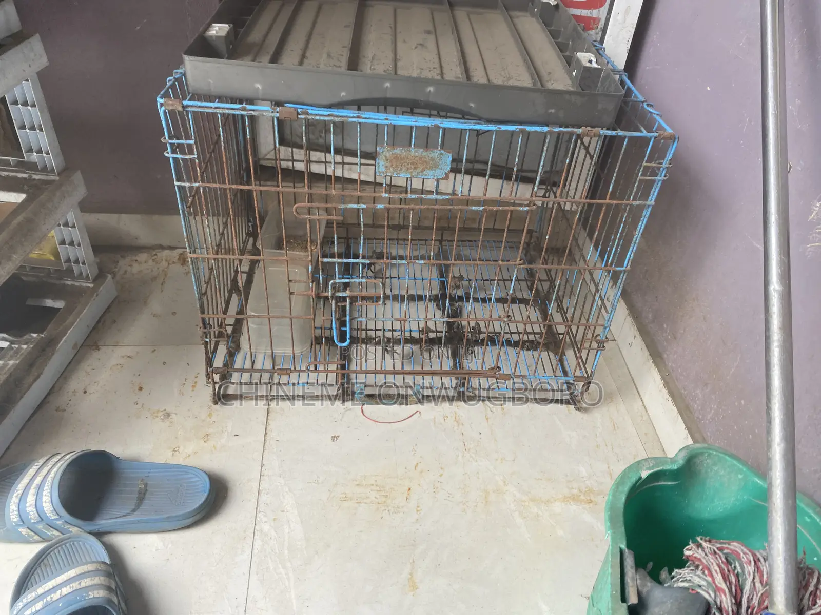 Used Cages for Lhasa or Eskimos