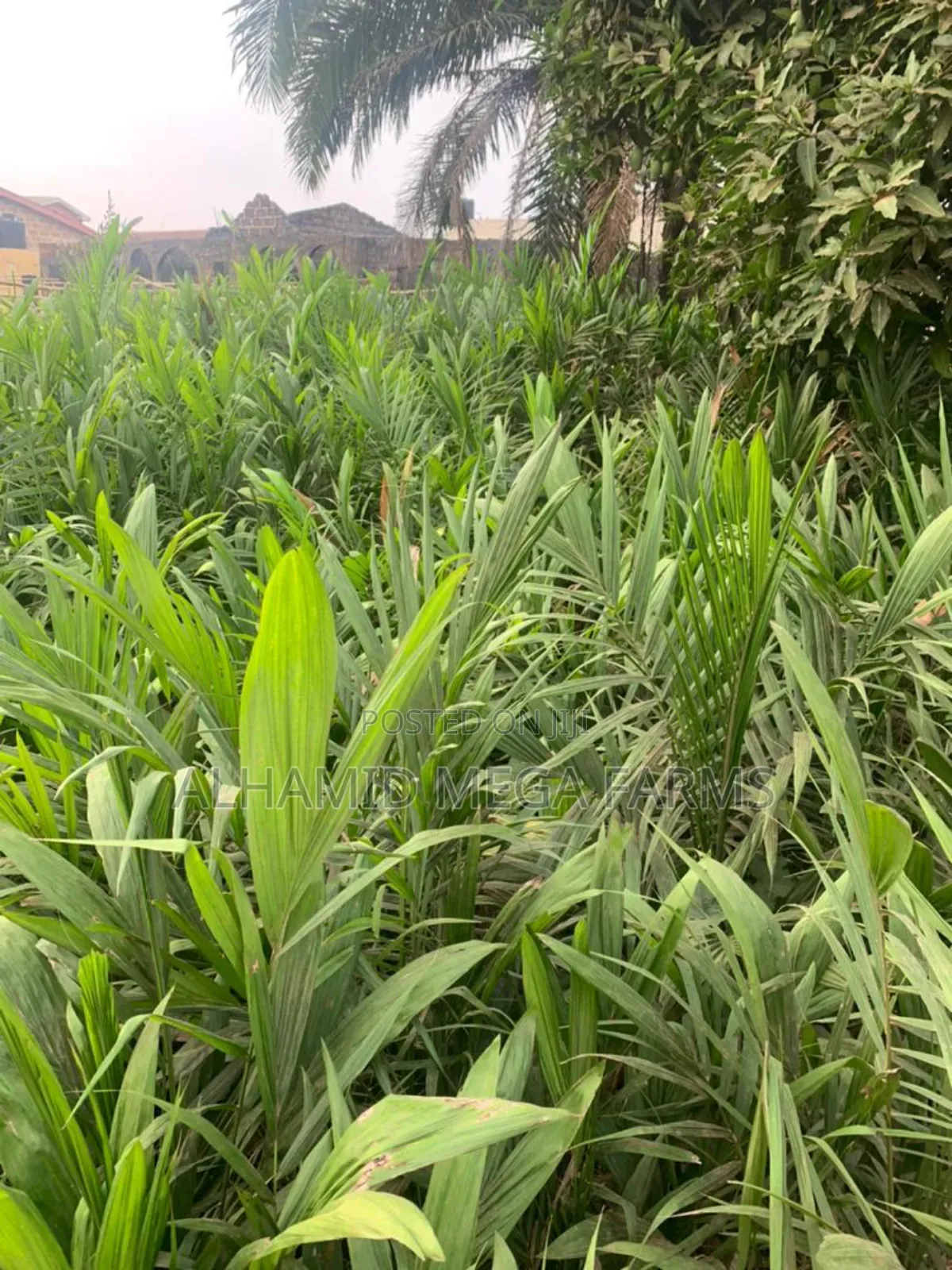 100 Acres of Farm Land at 700,000