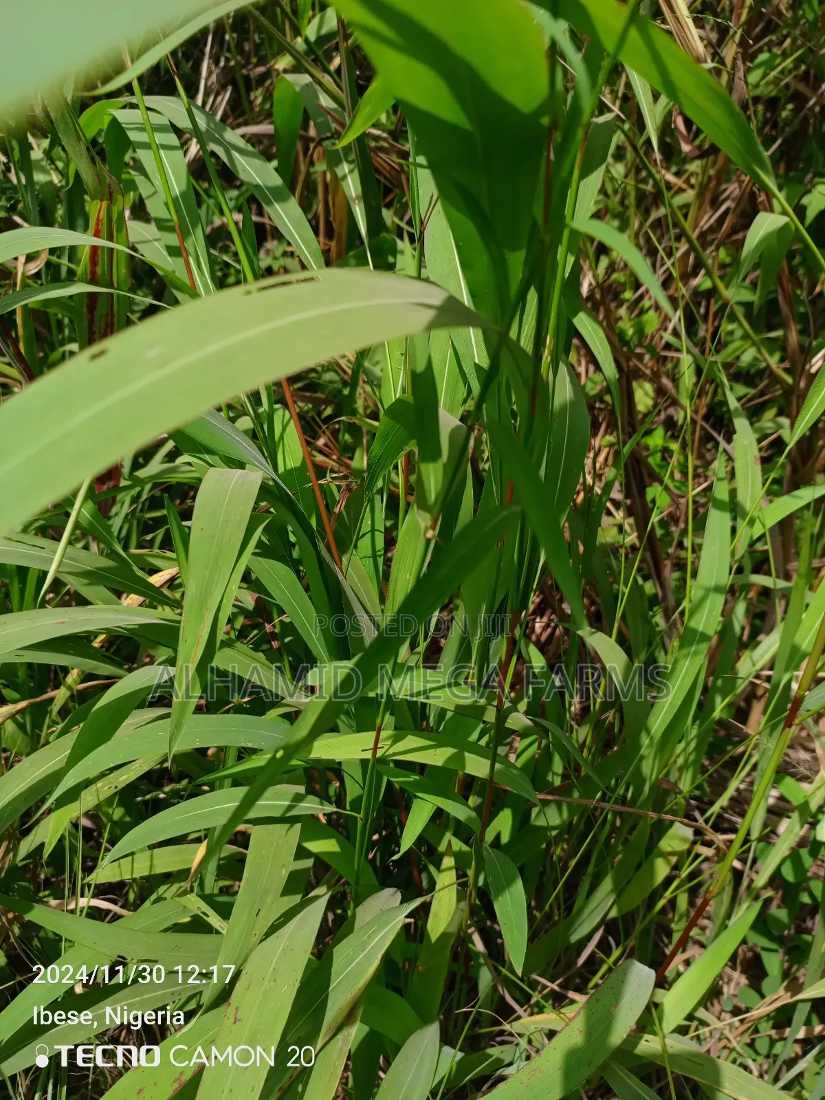 100 Acres of Farm Land at 700,000