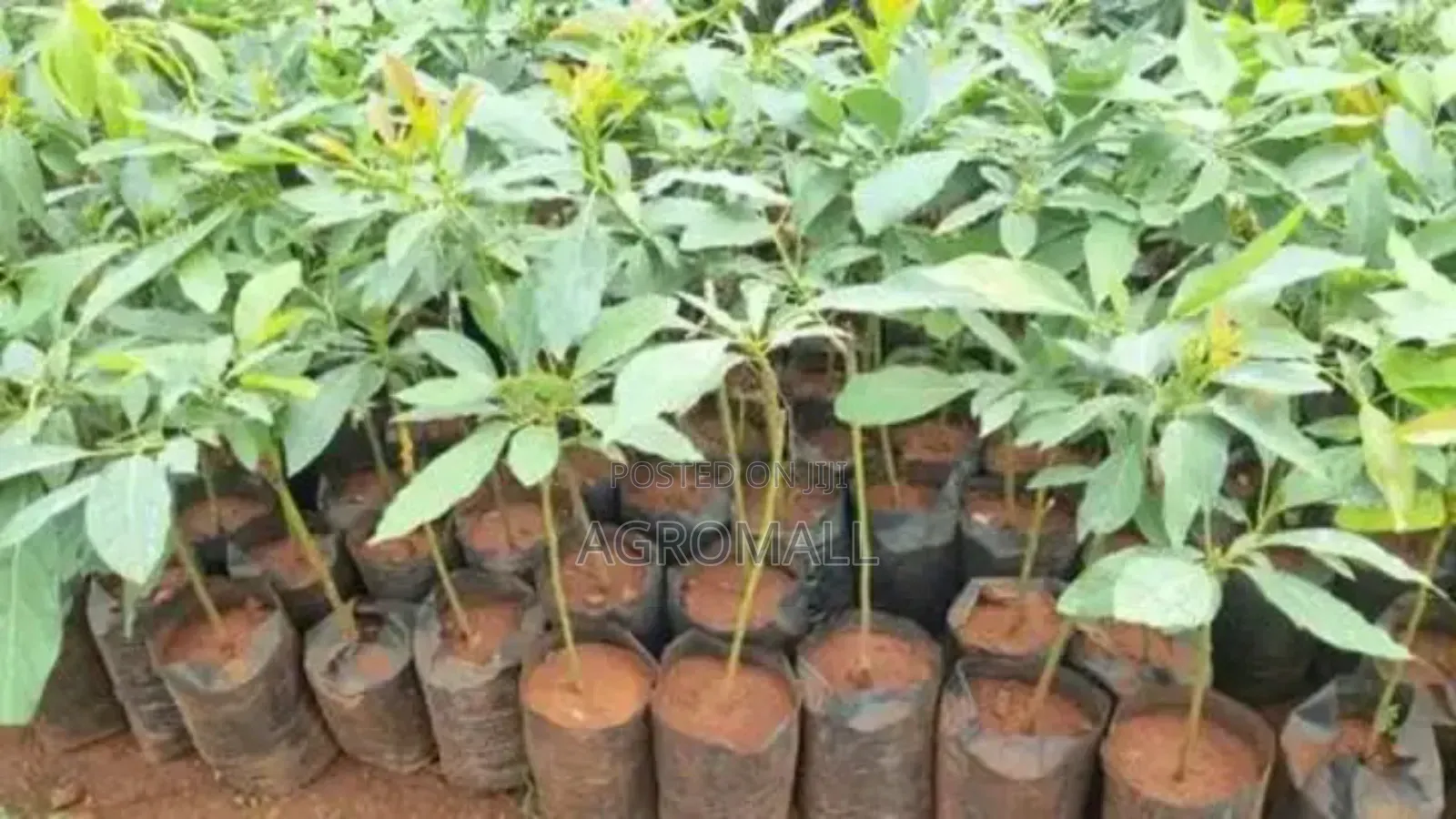 Avocado Pear Seedling