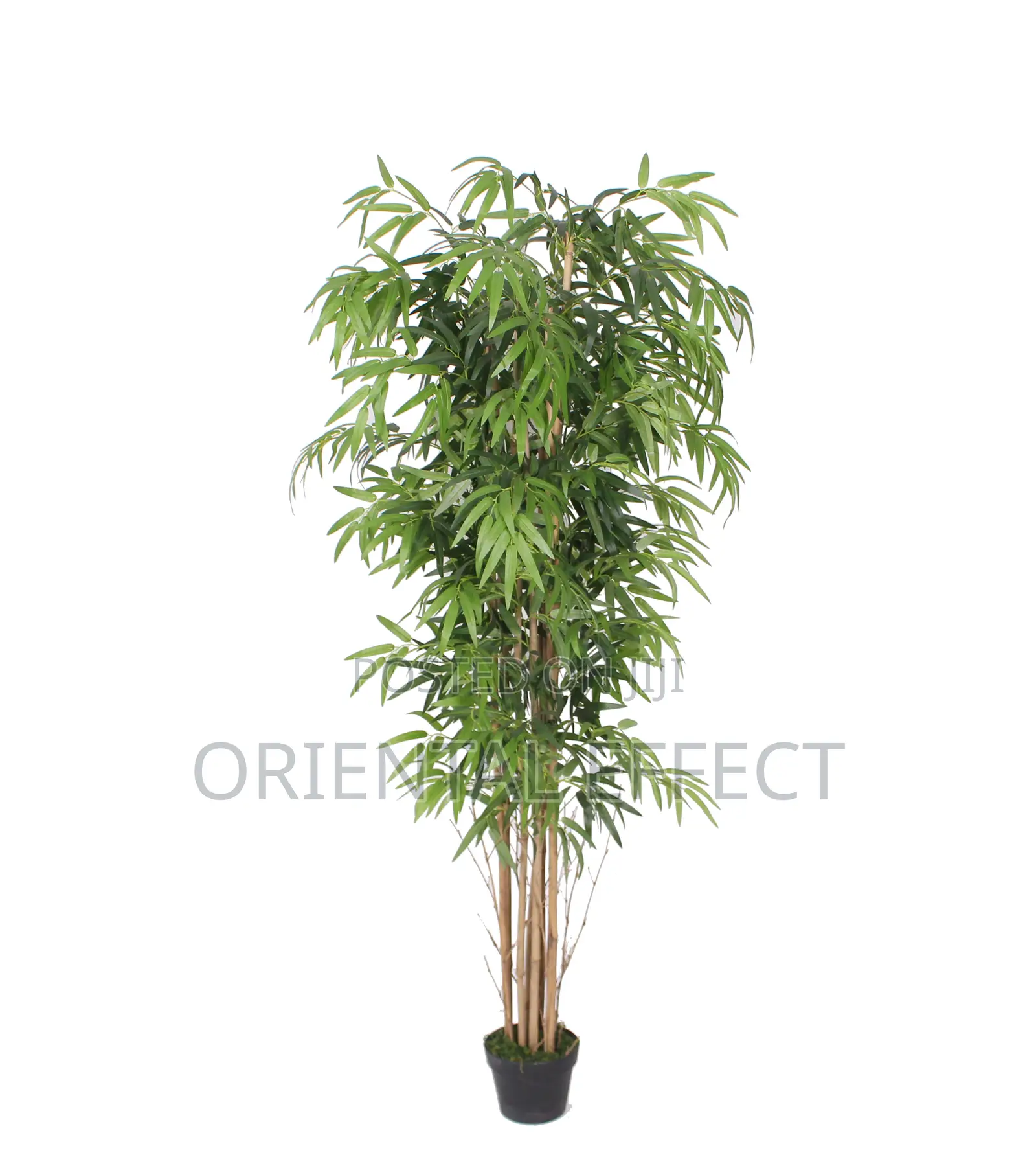 180cm Bamboo Tree