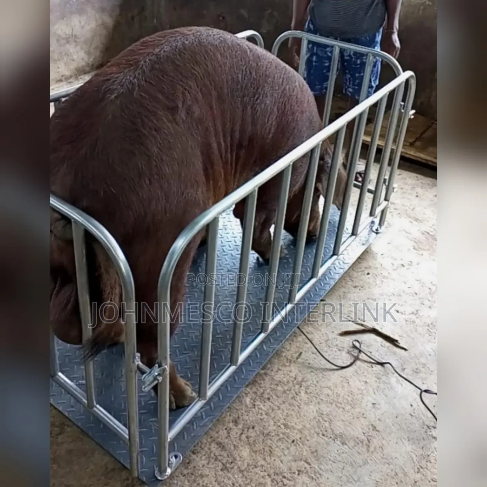 5000kg Animals Scale